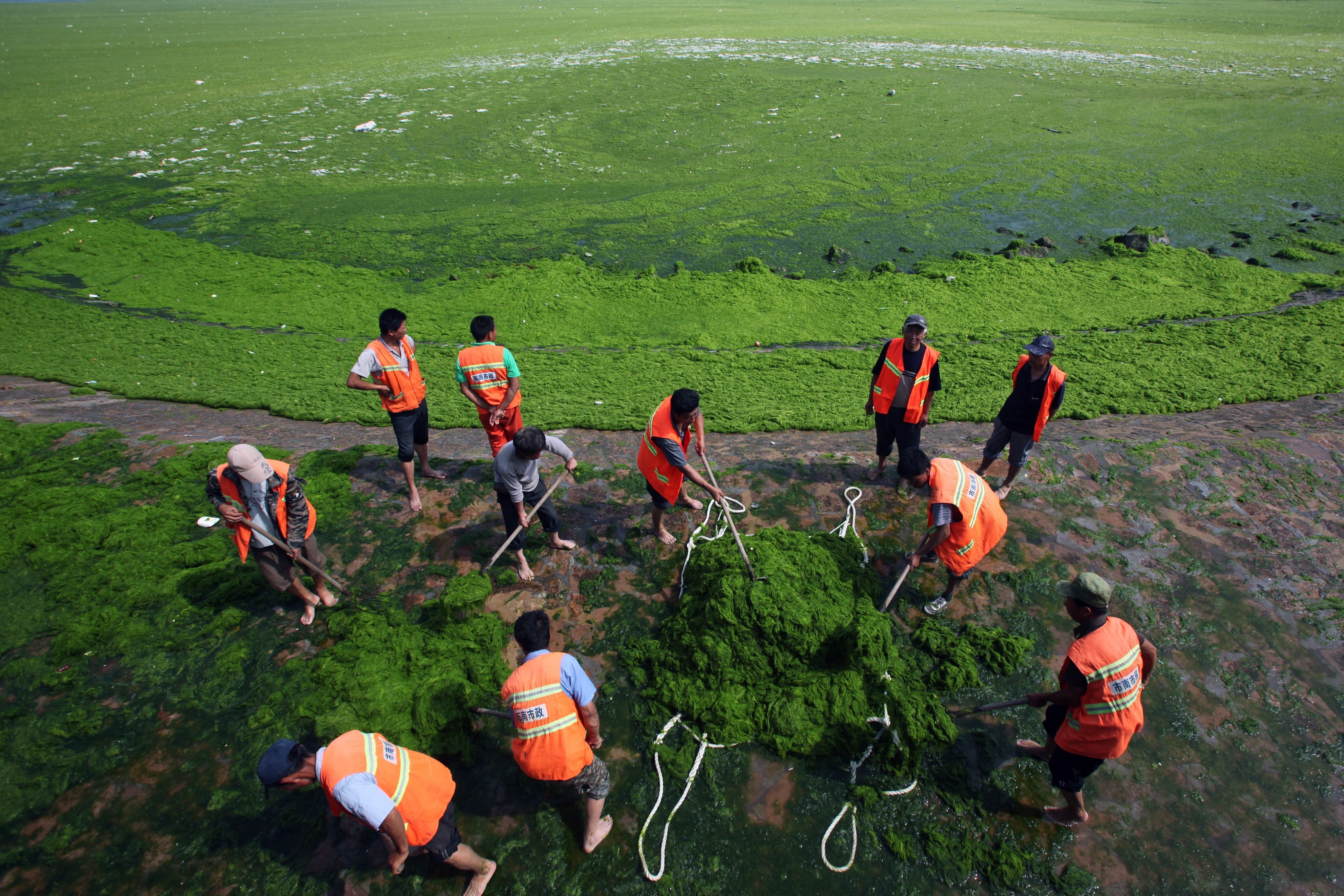 Workers clear a seaweed-covered bay in the coastal city of Qingdao, in Shandong province. The seaweed grows quickly when marine water becomes excessively enriched with minerals and nutrients due to pollution. Photo: EPA