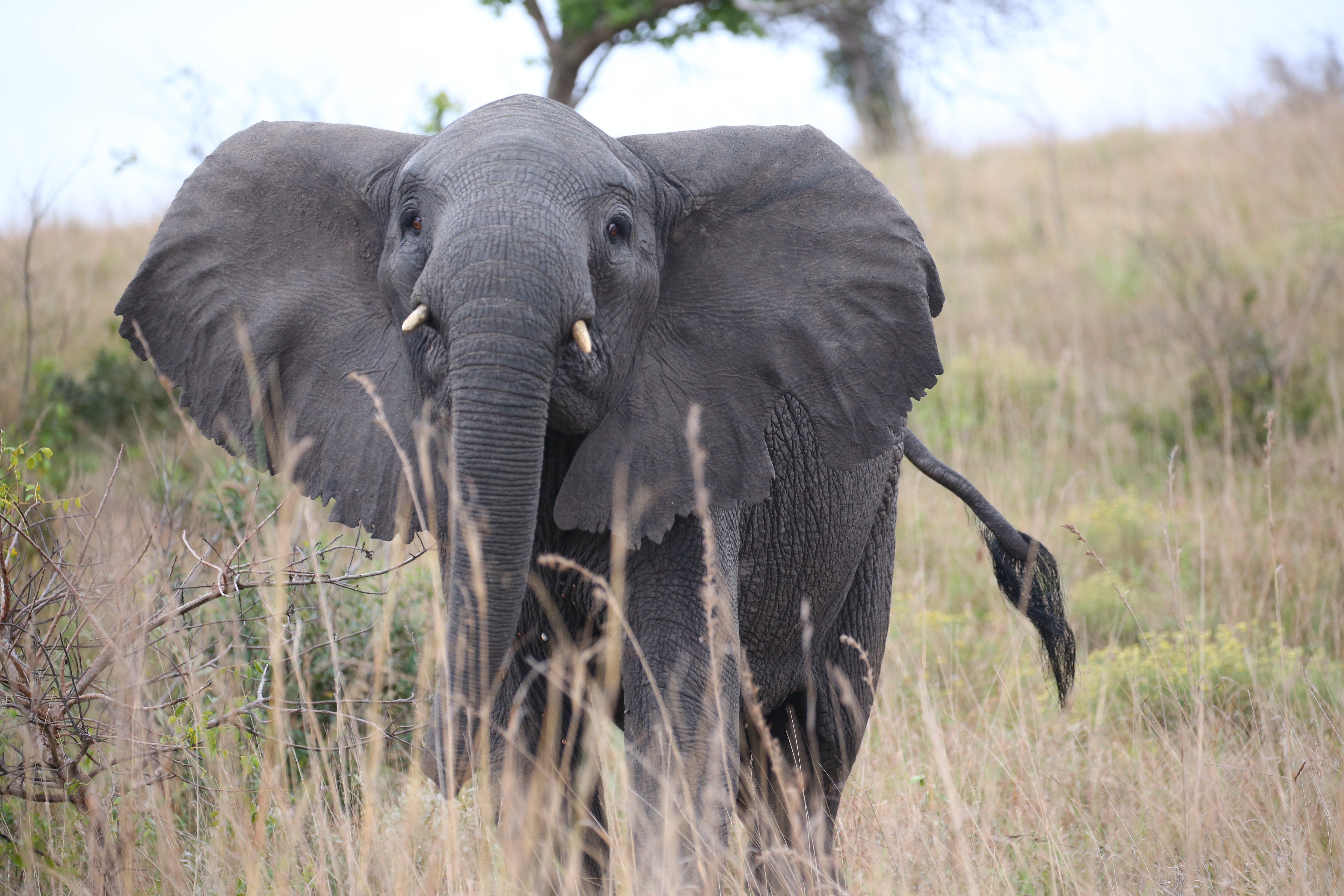 An elephant at Mozambique’s Maputo Special Reserve. Pictures: Christopher P. Baker