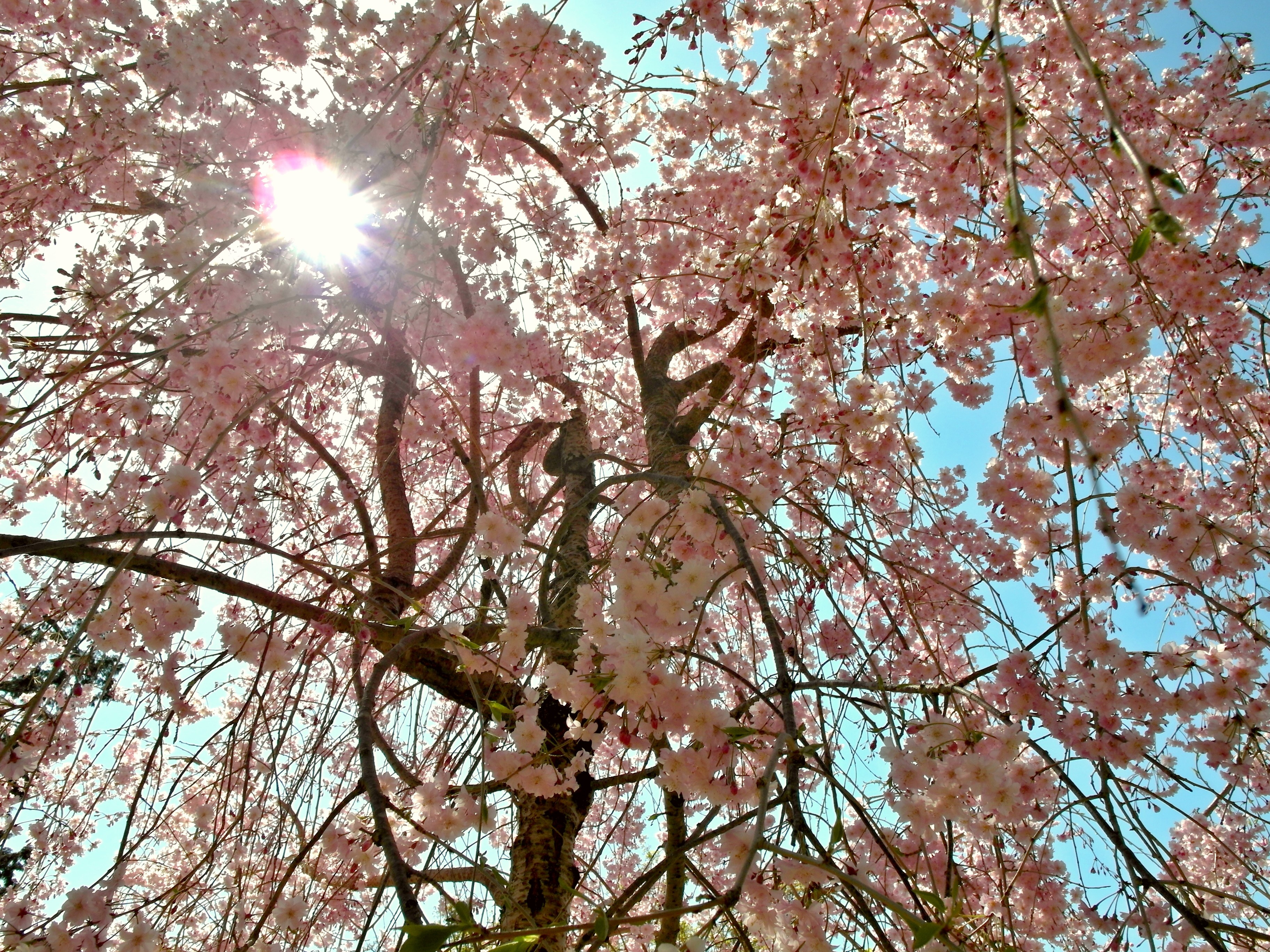 The arrival of cherry blossoms in Japan is a huge annual tourist attraction.