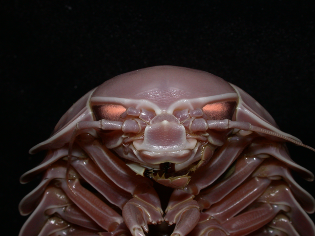Sea Cockroach Texture Giant Sea Cockroach