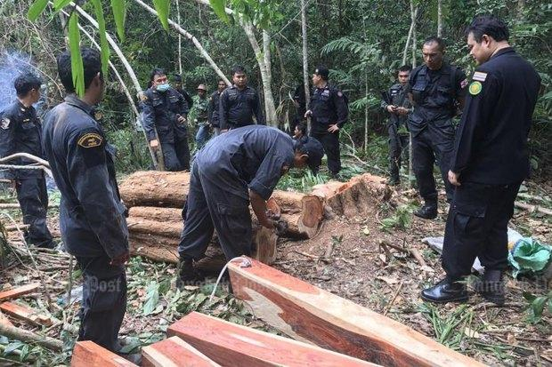 Rosewood poaching is a recurrent crime, but the forest monk's 120-rai forest is special. Above, military and forestry officials show a rosewood smuggling bust in Trat province in January of last year. Photo Panumas Sanguanwong/Bangkok Post