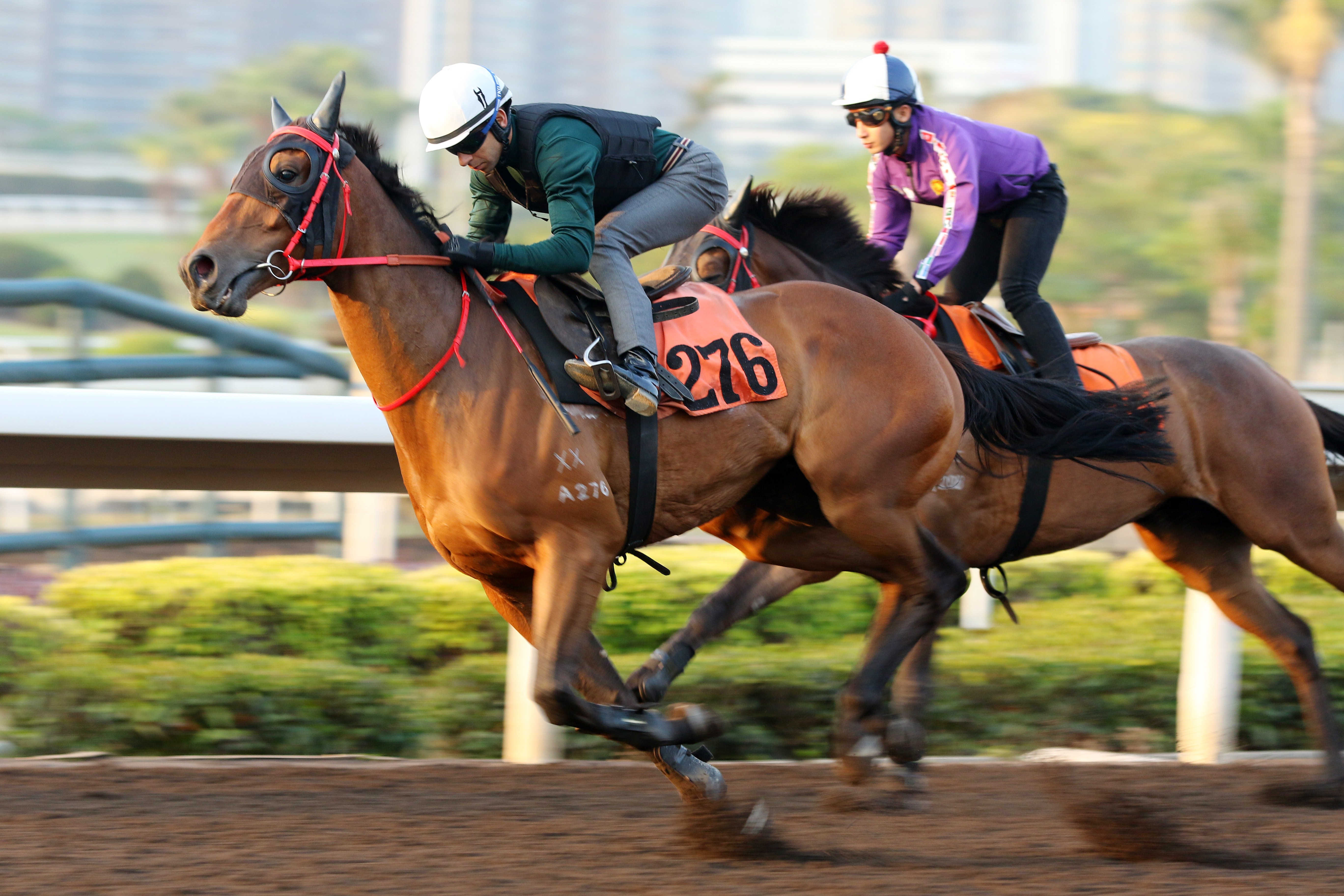 Jolly Gains works at Sha Tin on Monday. Photo: Kenneth Chan