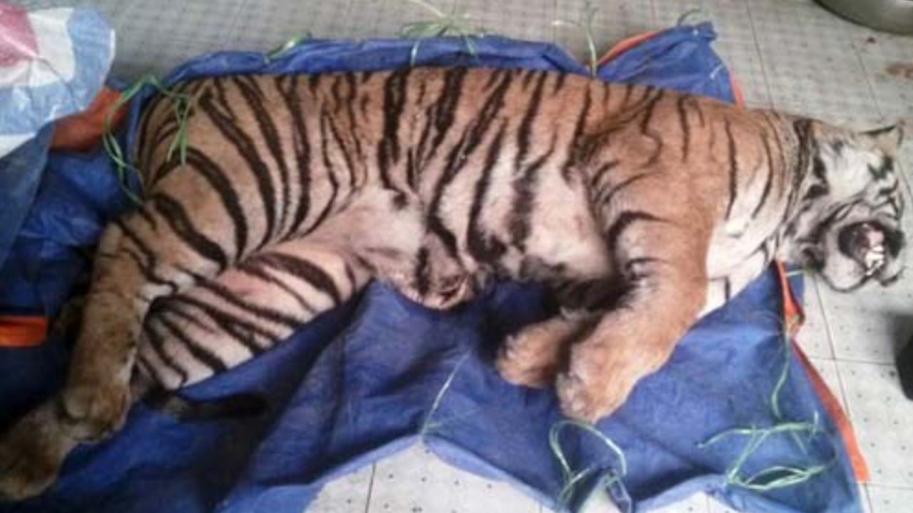 Tiger farms in Laos fuel demand for tiger parts on black market