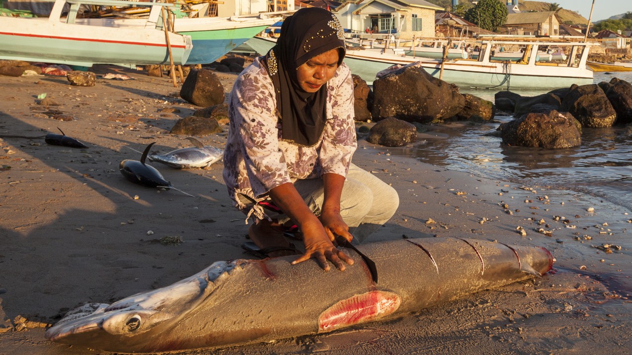 Explained: What is Shark Finning? How Illegal Finning Has Resulted