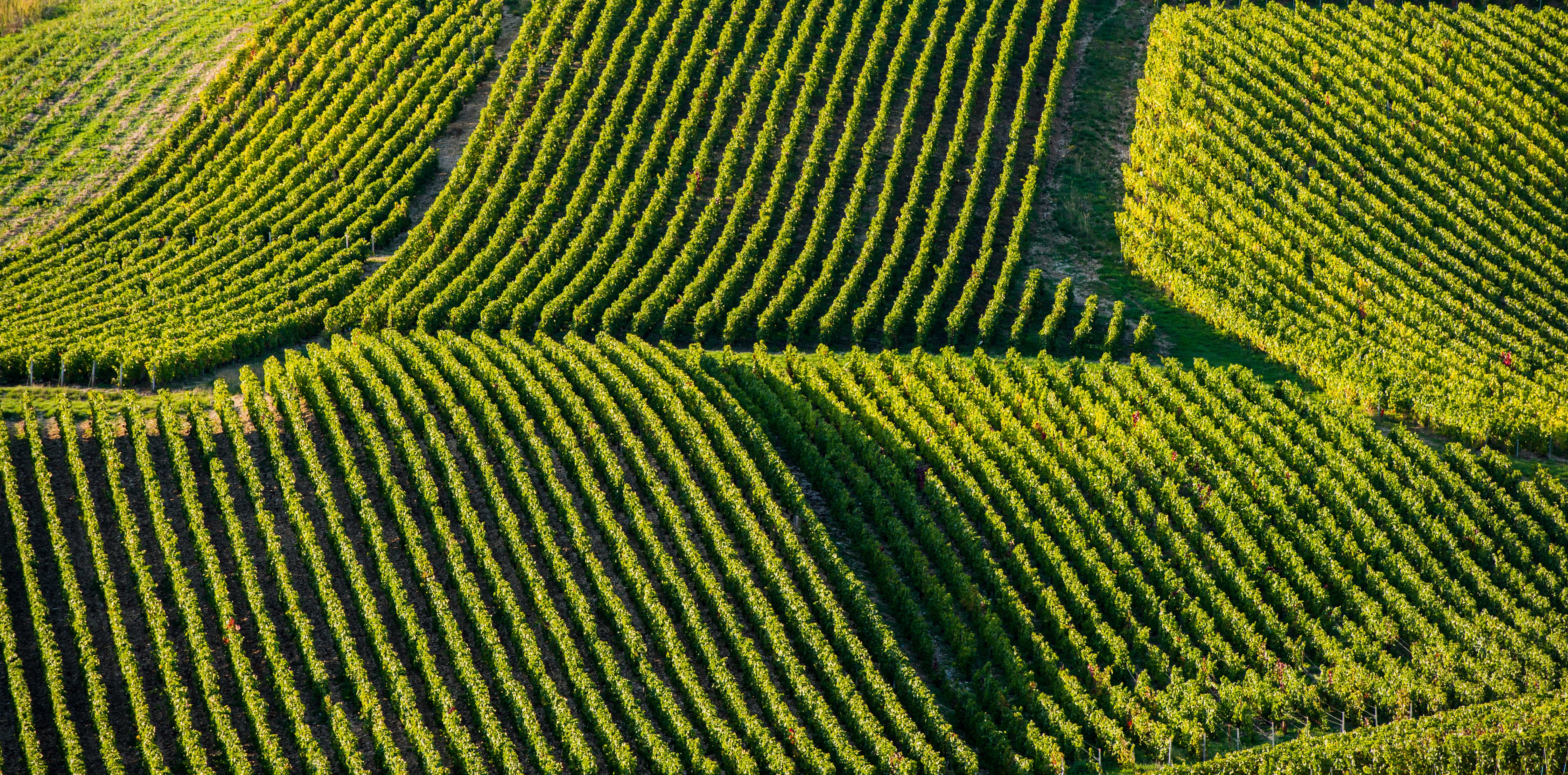 Vineyards in the Champagne region of France.