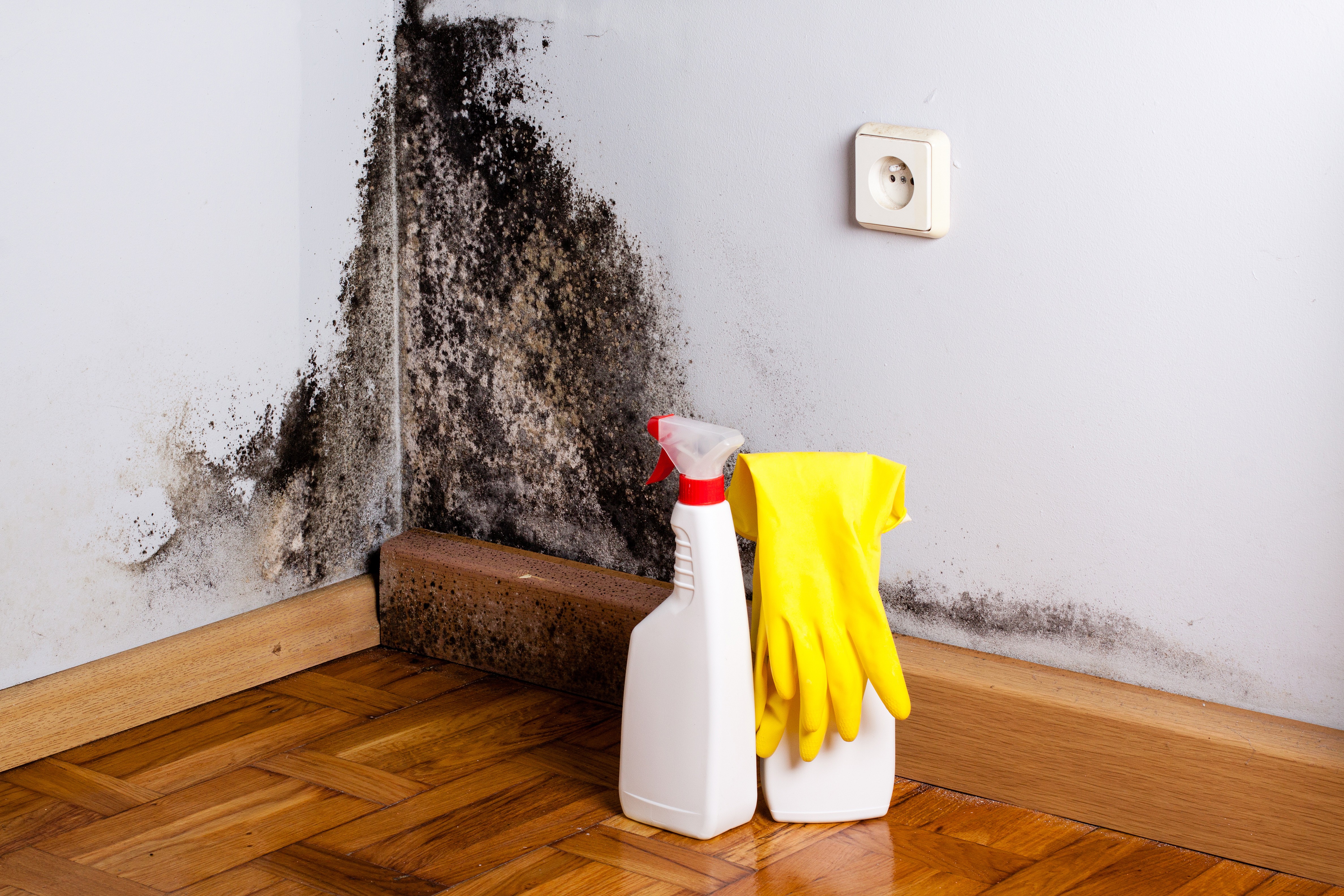 Mould prevention: 7 moisture absorbing products to help prevent