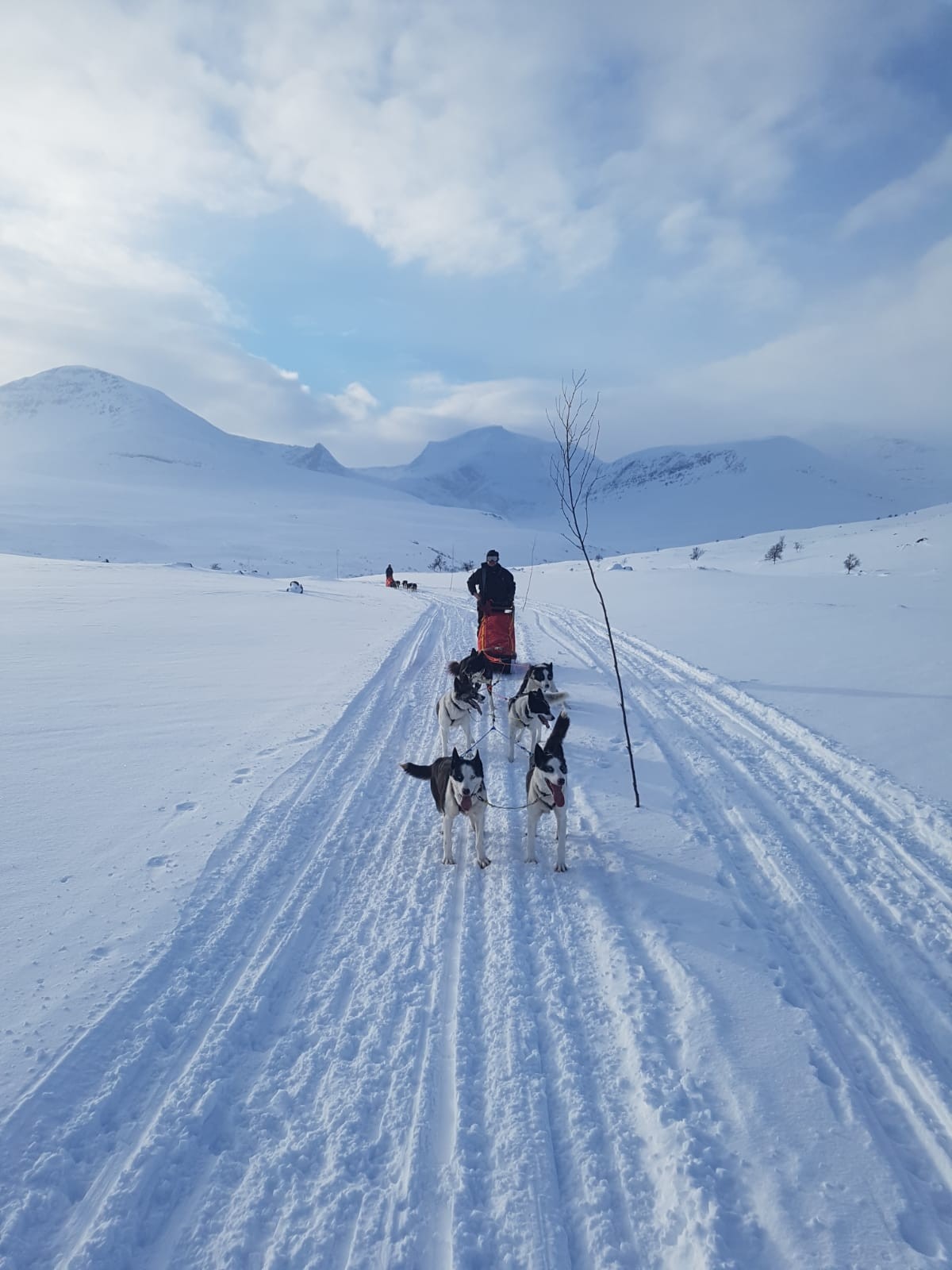Philip Murton rides a dogsled through the arctic. Photos: Handout