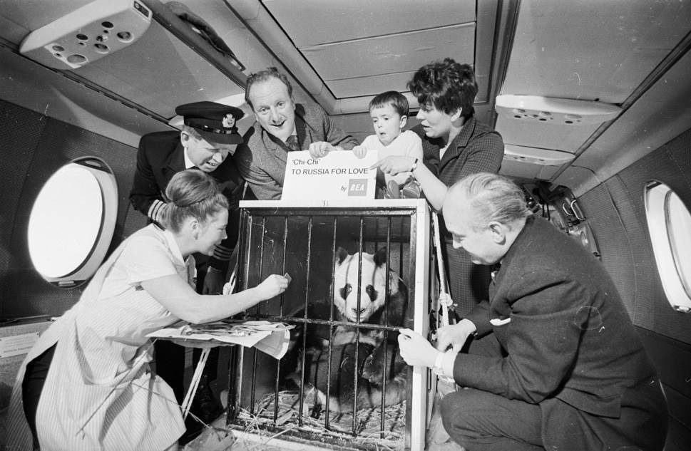 China's female giant panda Chi Chi (above), pictured while being transported aboard an aircraft, became a star attraction in Britain after London Zoo bought her for £12,000 in September 1958. 