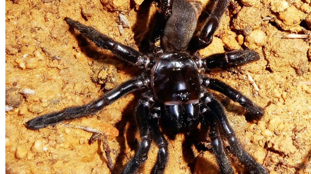 World's oldest known spider Number 16 dies at 43 after being stung