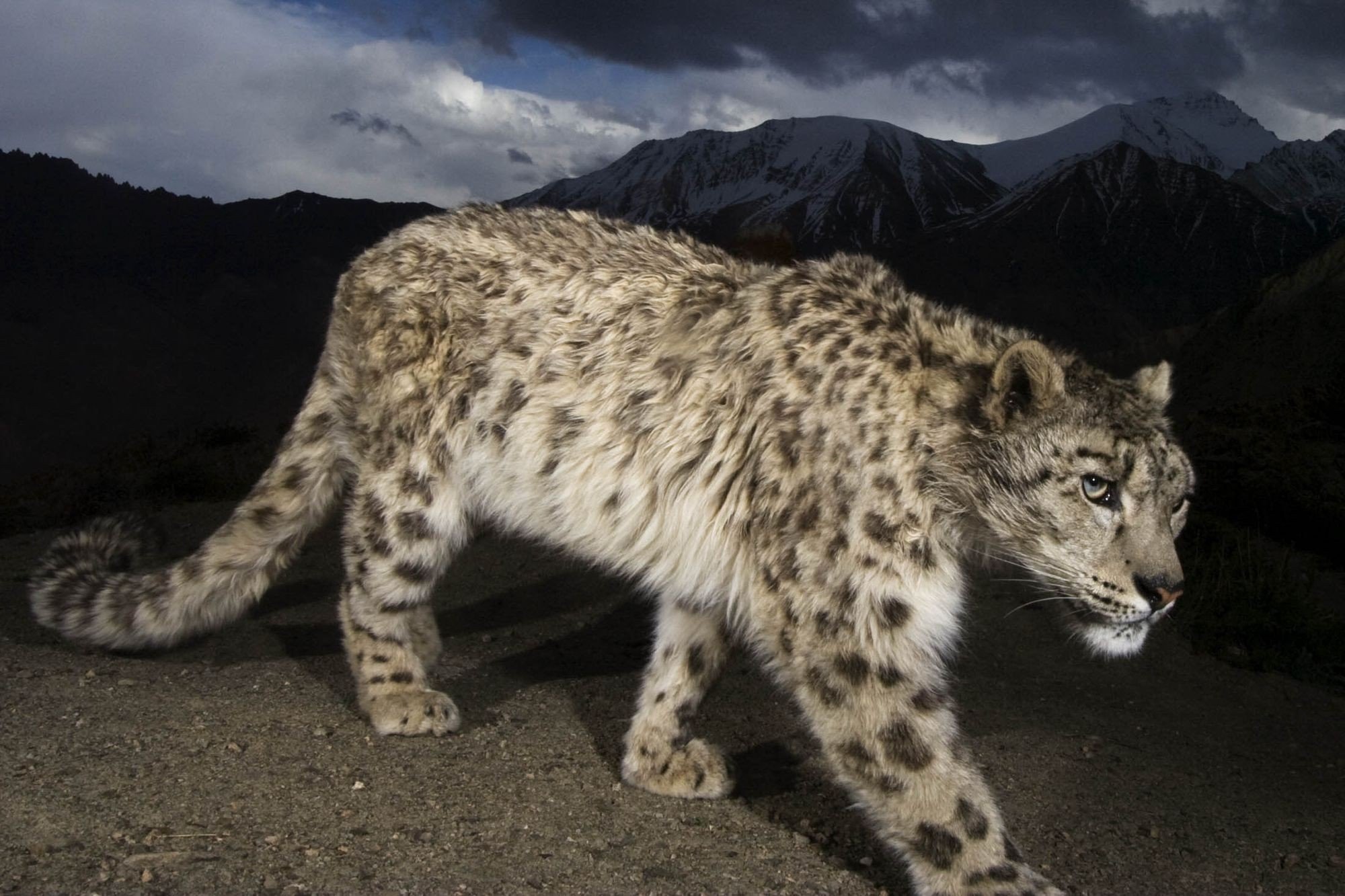 A remote camera captures a snow leopard at Hemis National Park in Ladakh, in India’s Jammu and Kashmir state. Photo: Steve Winter/National Geographic