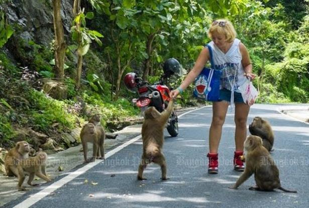 Many of the estimated 1,000 monkeys are tourist-friendly but management of the park on Monkey Hill have banned visitors from feeding them. Photo: Bangkok Post