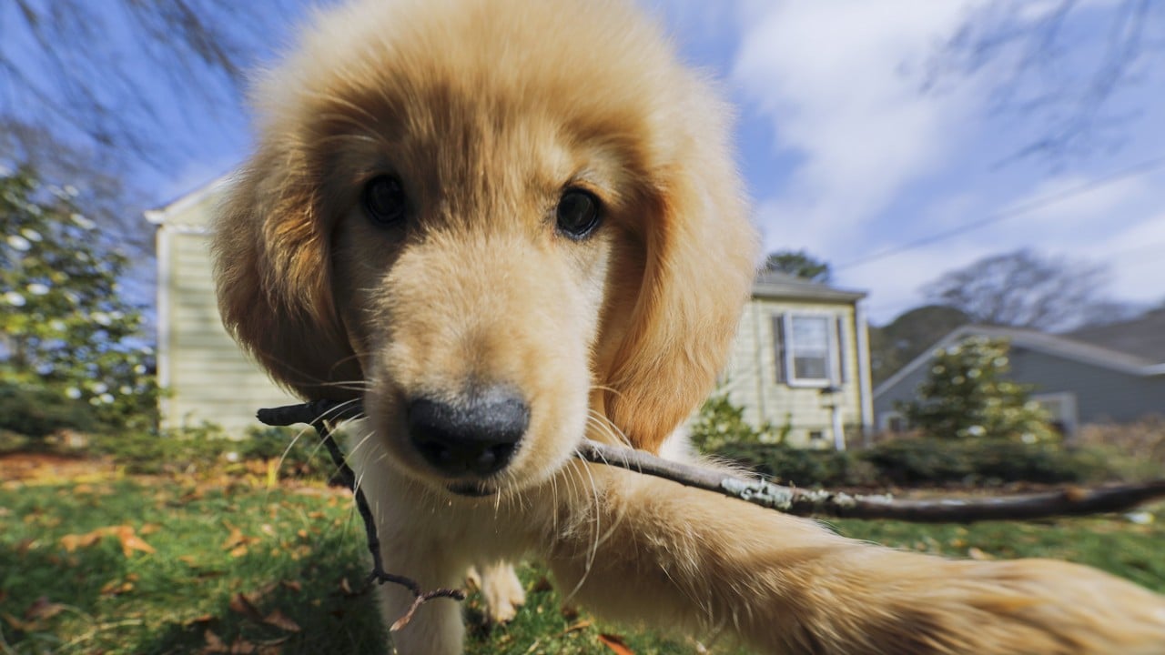 Puppy cuteness peaks when they need humans most, study claims | South China  Morning Post