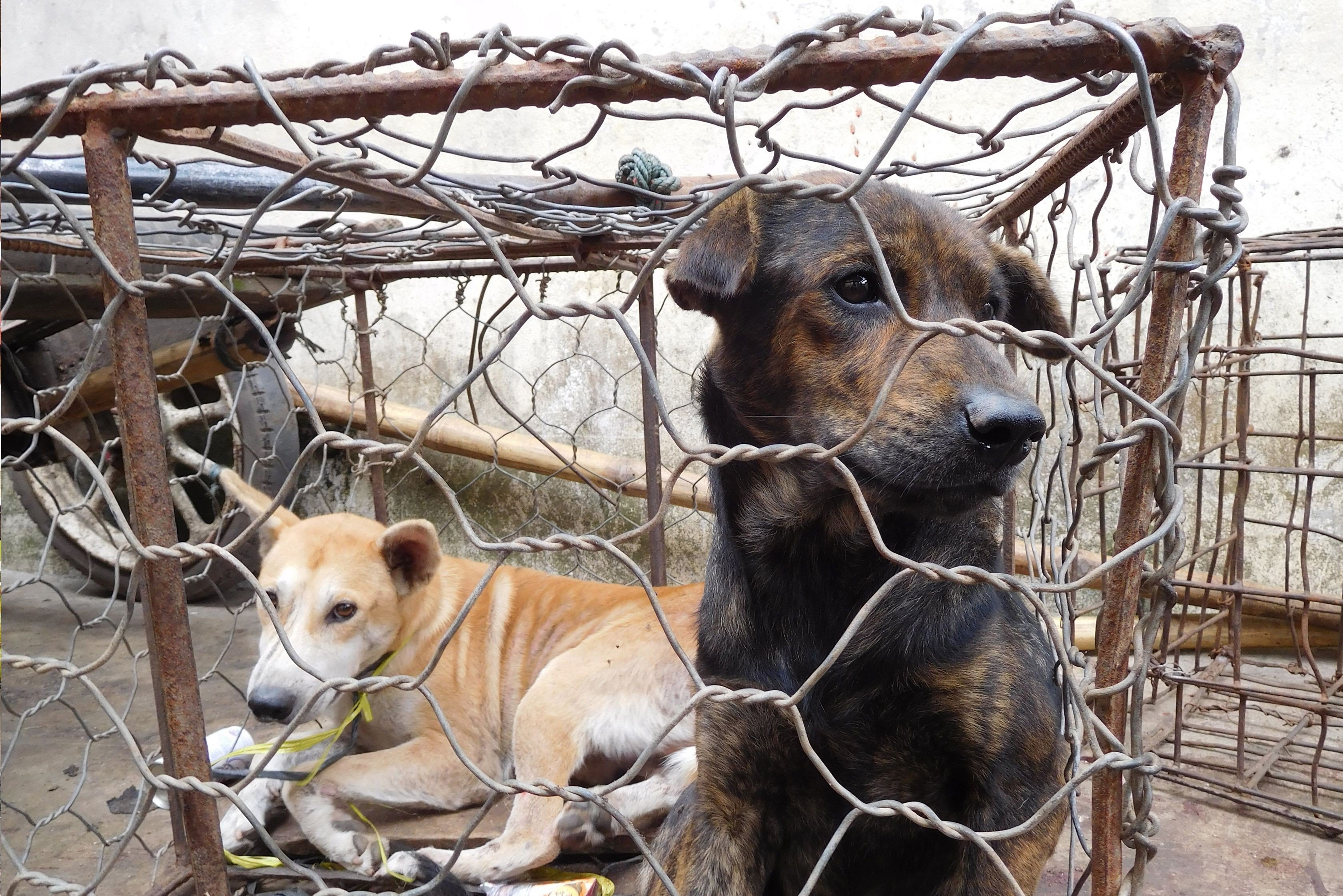 Dogs destined for the dinner table in Indonesia. Photo: AFP