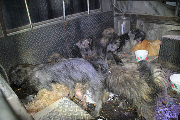 The animals were taken to a temporary shelter, with another foundation volunteering to take them under its care