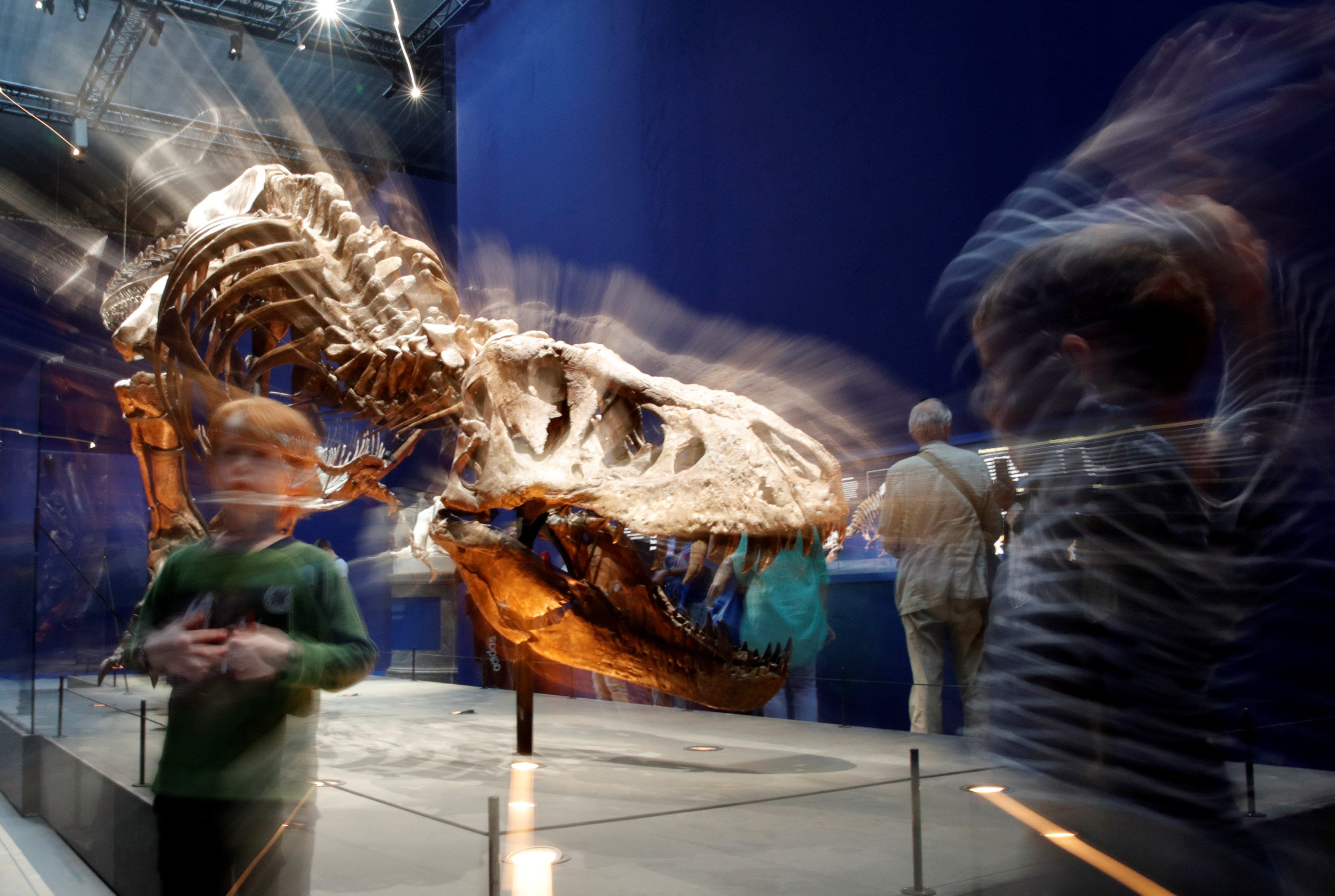 Trix is one of the most complete Tyrannosaurus skeletons in the world, with 75 per cent of her bones in ‘excellent form’ and her enormous teeth frozen in a sinister grin
