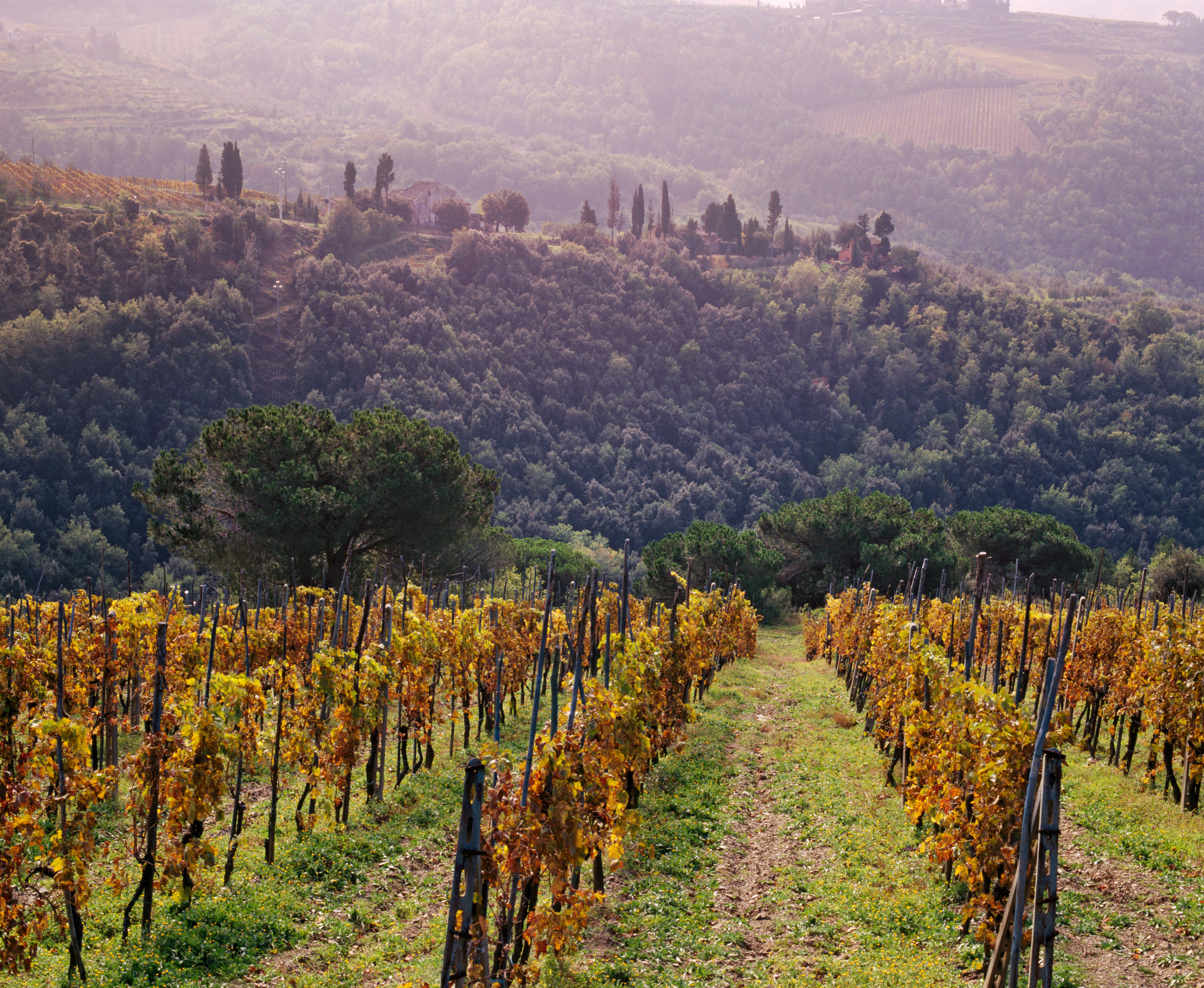 Querciabella’s organic, sustainable approach results in vegan-friendly wines that hold their own against the Super Tuscans
