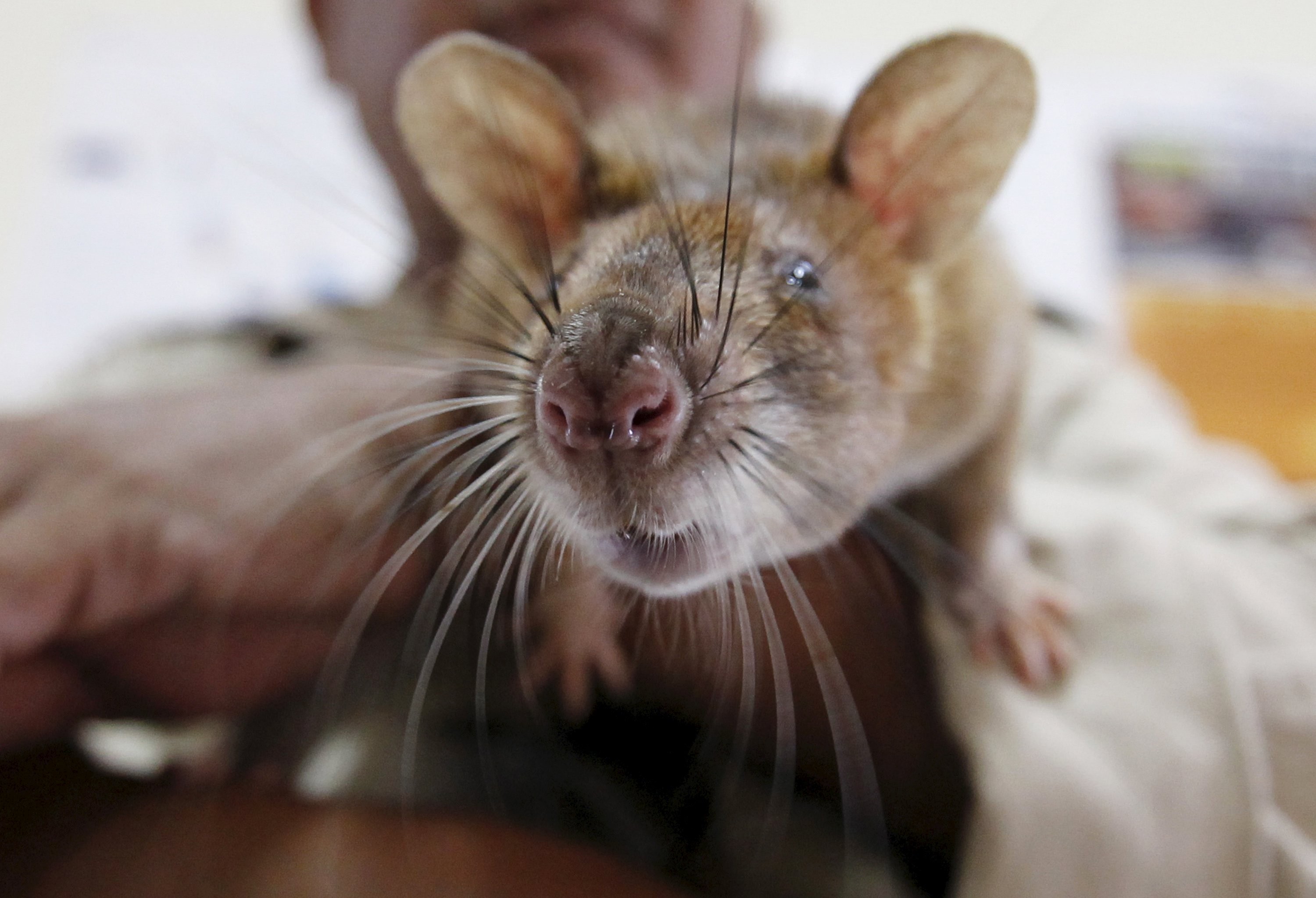 More than a century ago, a plague caused by fleas from rats devastated Hong Kong and went on to become a global pandemic. Photo: Reuters/ Samrang Pring