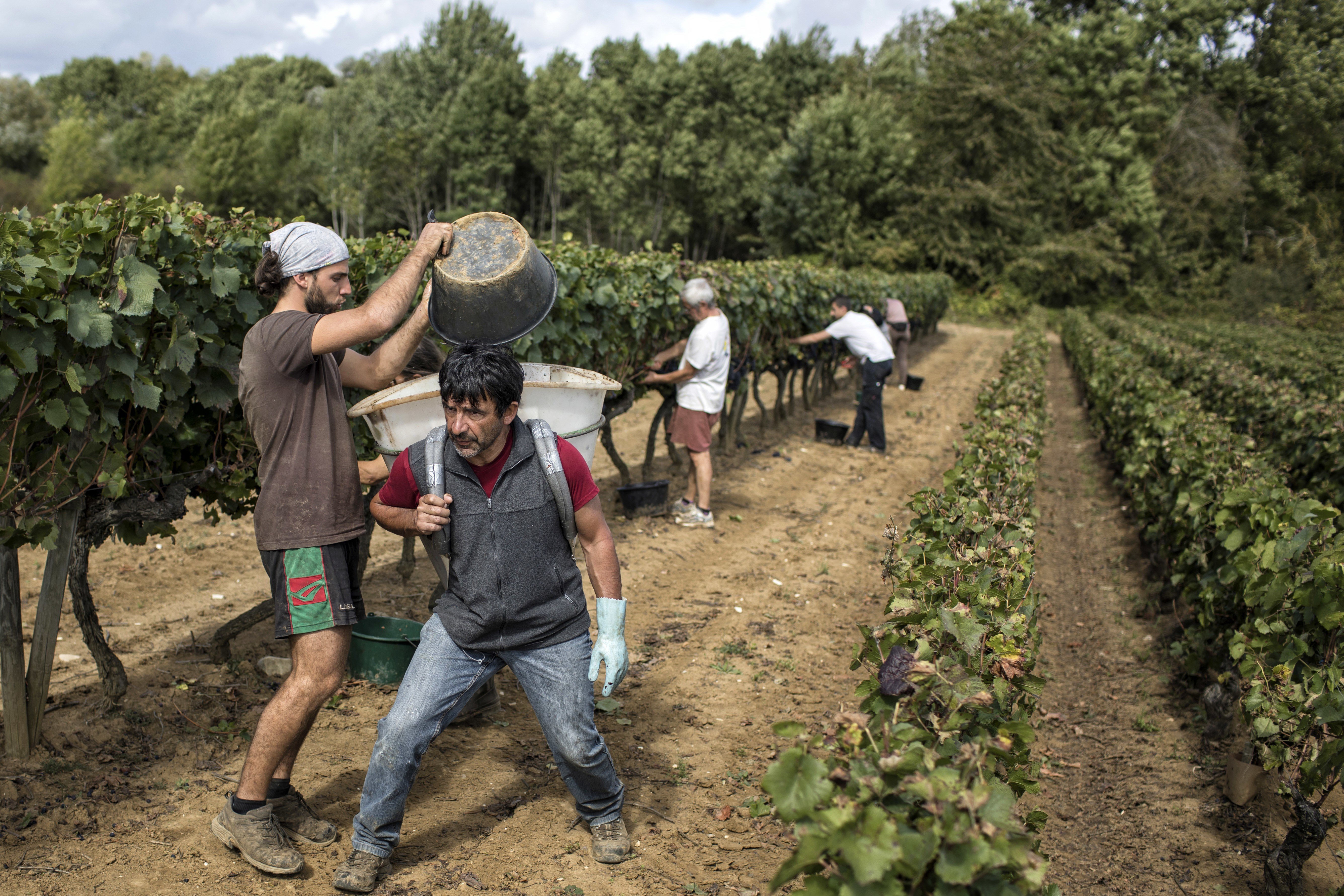Workers collect red grapes in a burgundy vineyard during the grape harvest season in Volnay, central France. Photo: AP