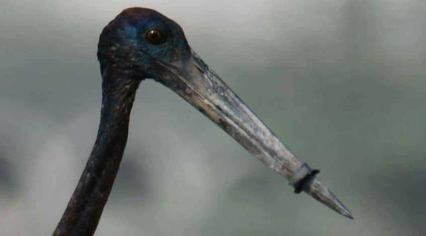 A stork with a ring around its beak is seen in Gurgaon India. Photo: Manoj Nair.