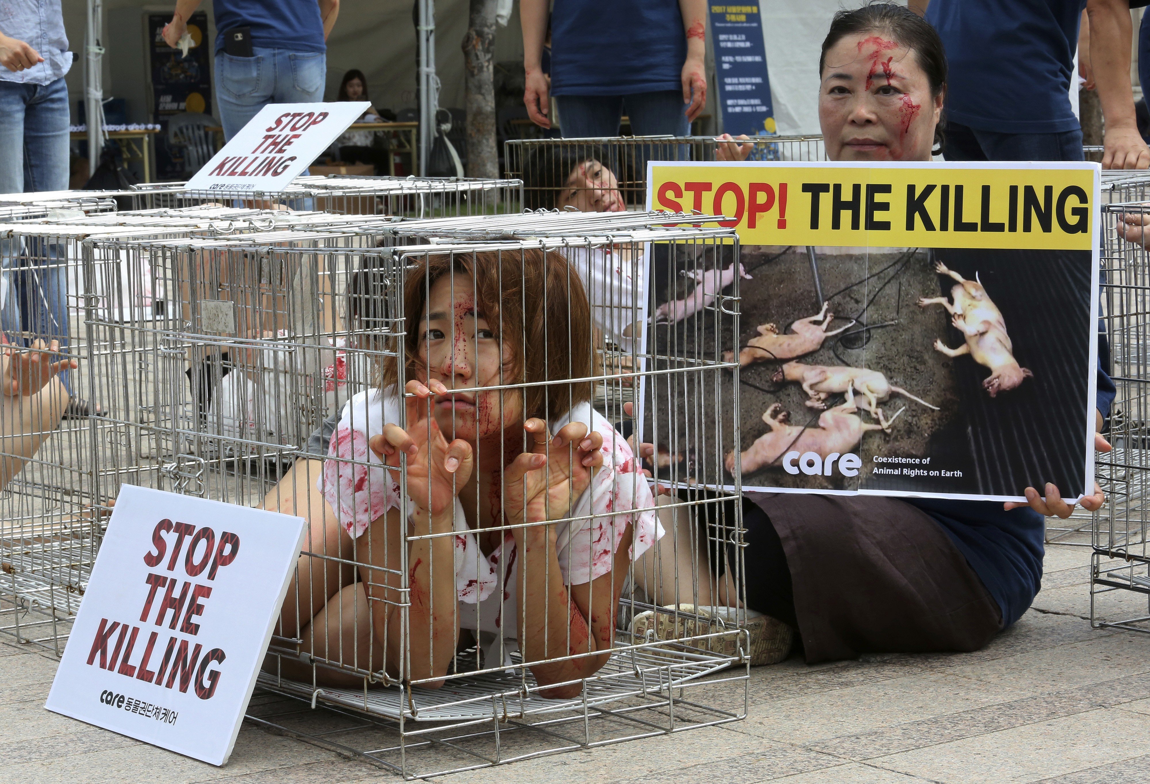 An animal rights activist in Seoul protests against South Korea's culture of eating dog meat. Photo: AP
