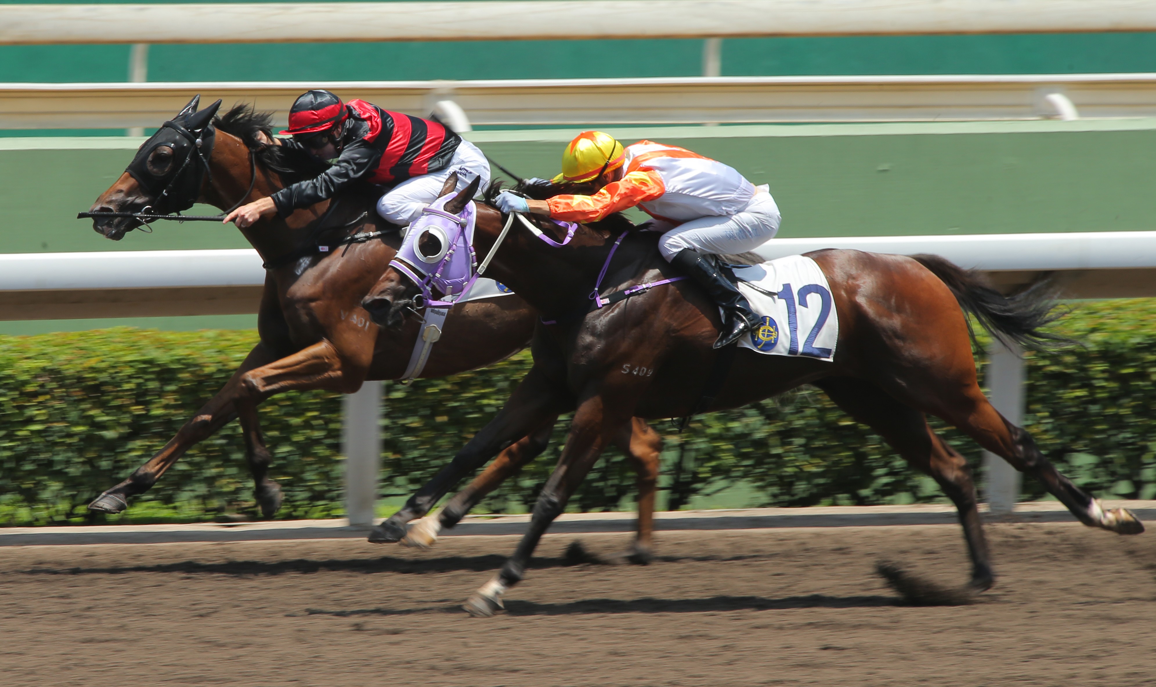 Sky Treasure (Zac Purton) holds off Snowhooves (Joao Moreira) in a dirt race at Sha Tin on June 16. Photos: Kenneth Chan.