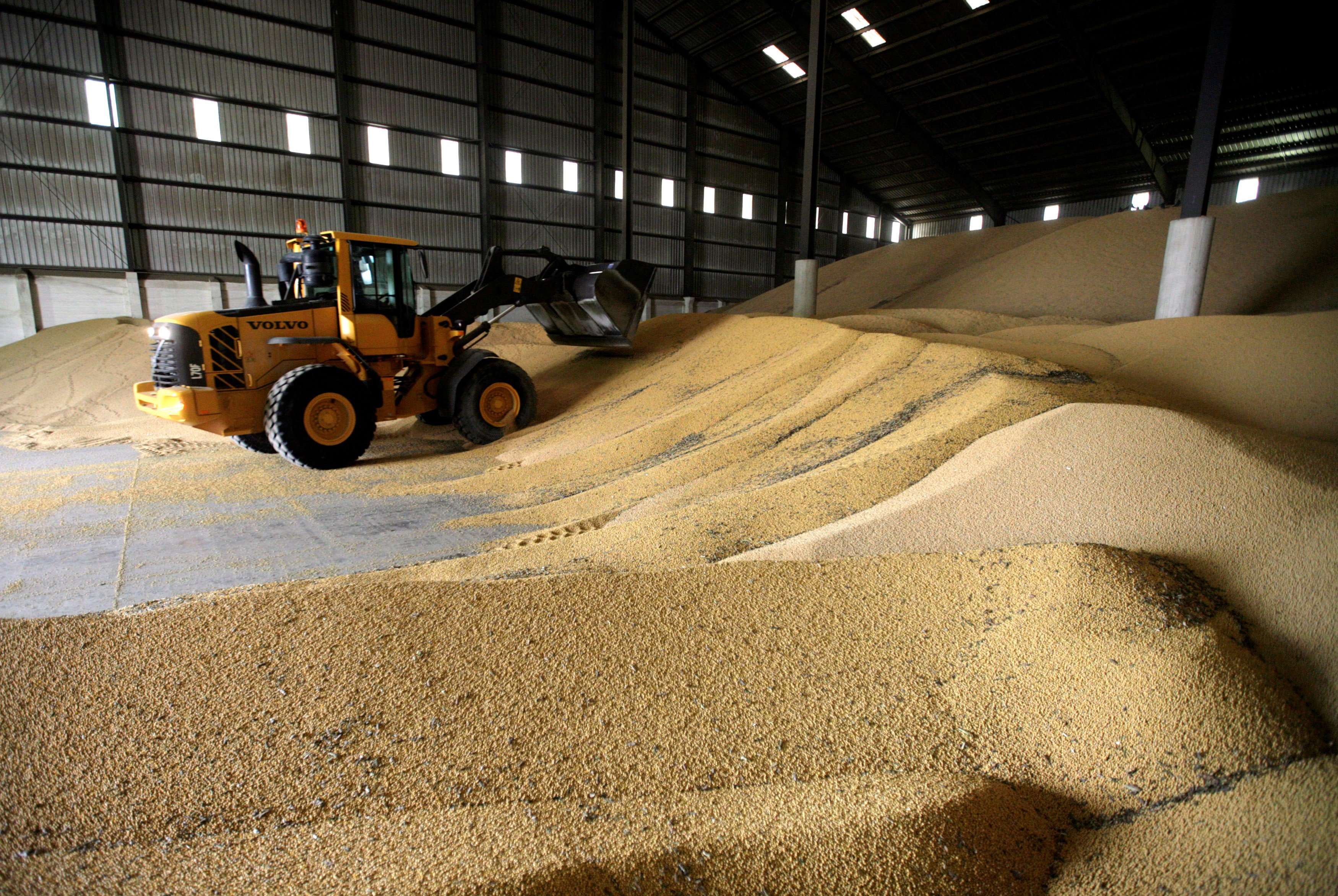 Soybean is the top agriculture commodity China imports from the US. Photo: Reuters