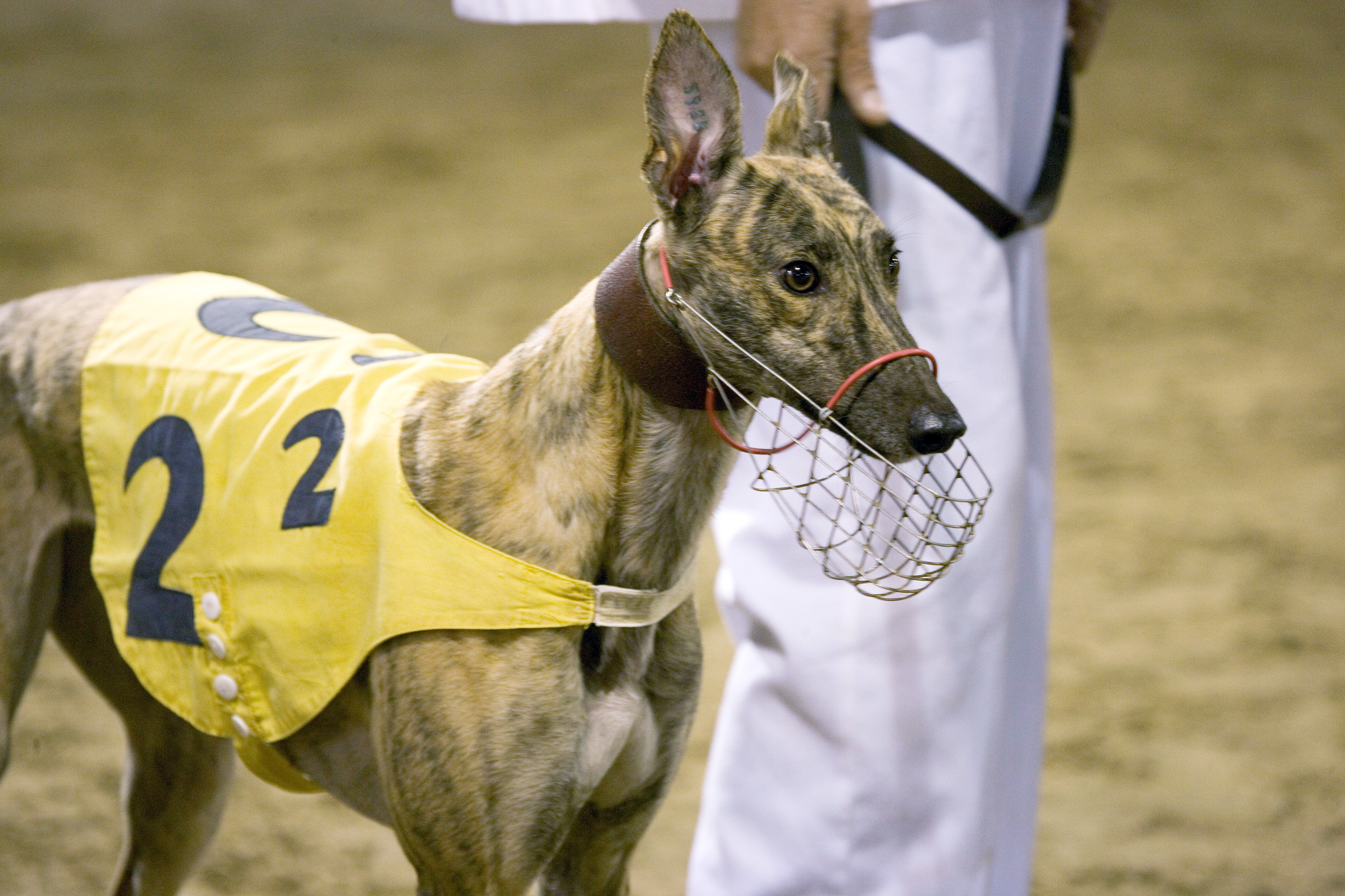 The clock is ticking on the contract to run the dog track. Photo: Alamy