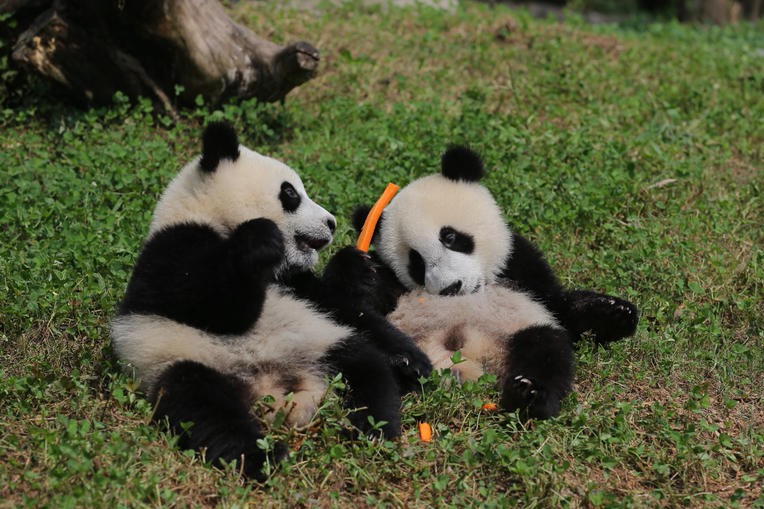 Two of the cubs at the centre in Sichuan. Source: Chengdu Commercial Daily
