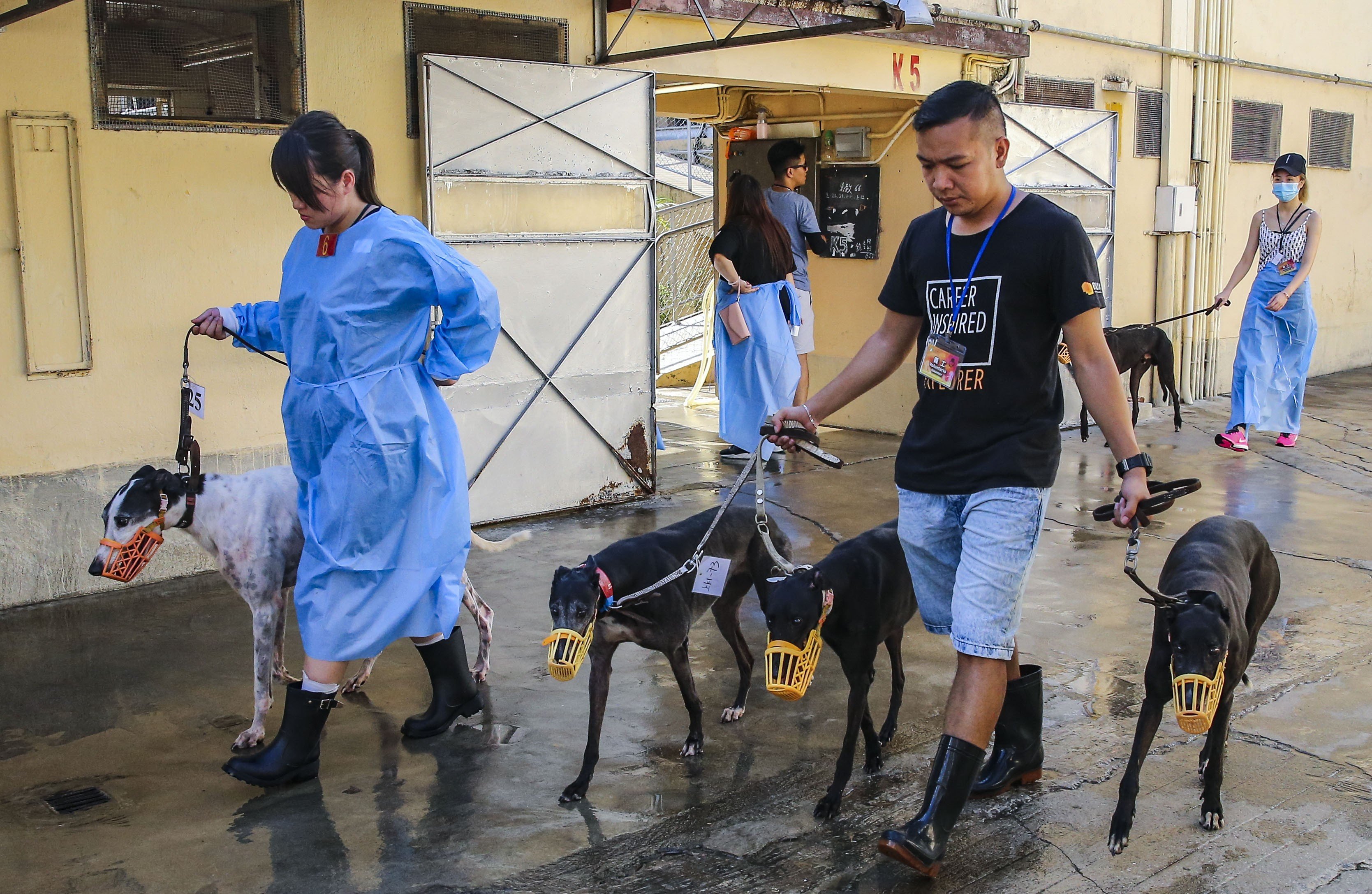 Volunteers parade the greyhounds at the Macau (Yat Yuen) Canidrome. Photo: Dickson Lee