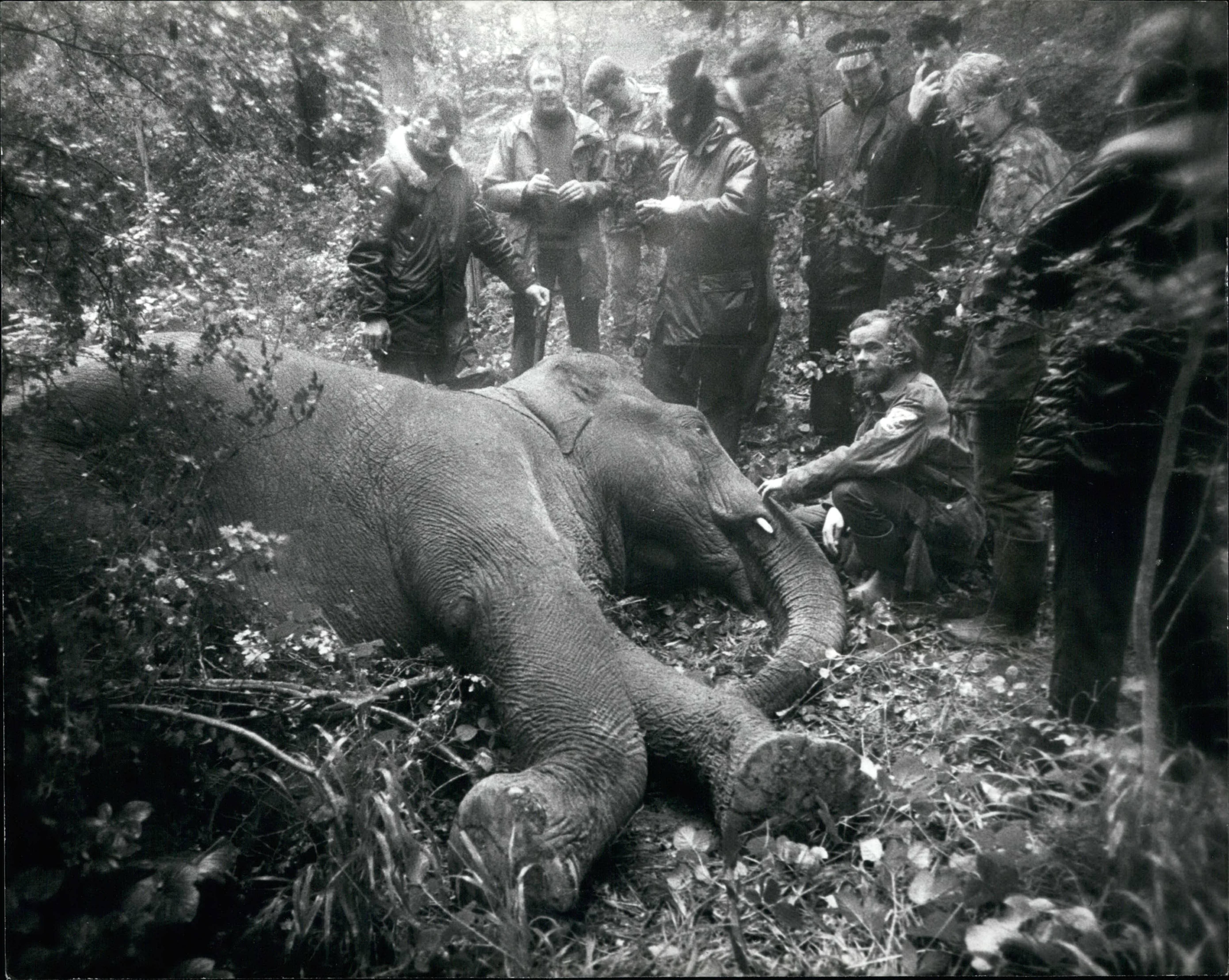 Remember A Day | A nude beauty pageant, long-lost siblings reunited and an  escaped elephant: headlines from four decades ago | South China Morning Post