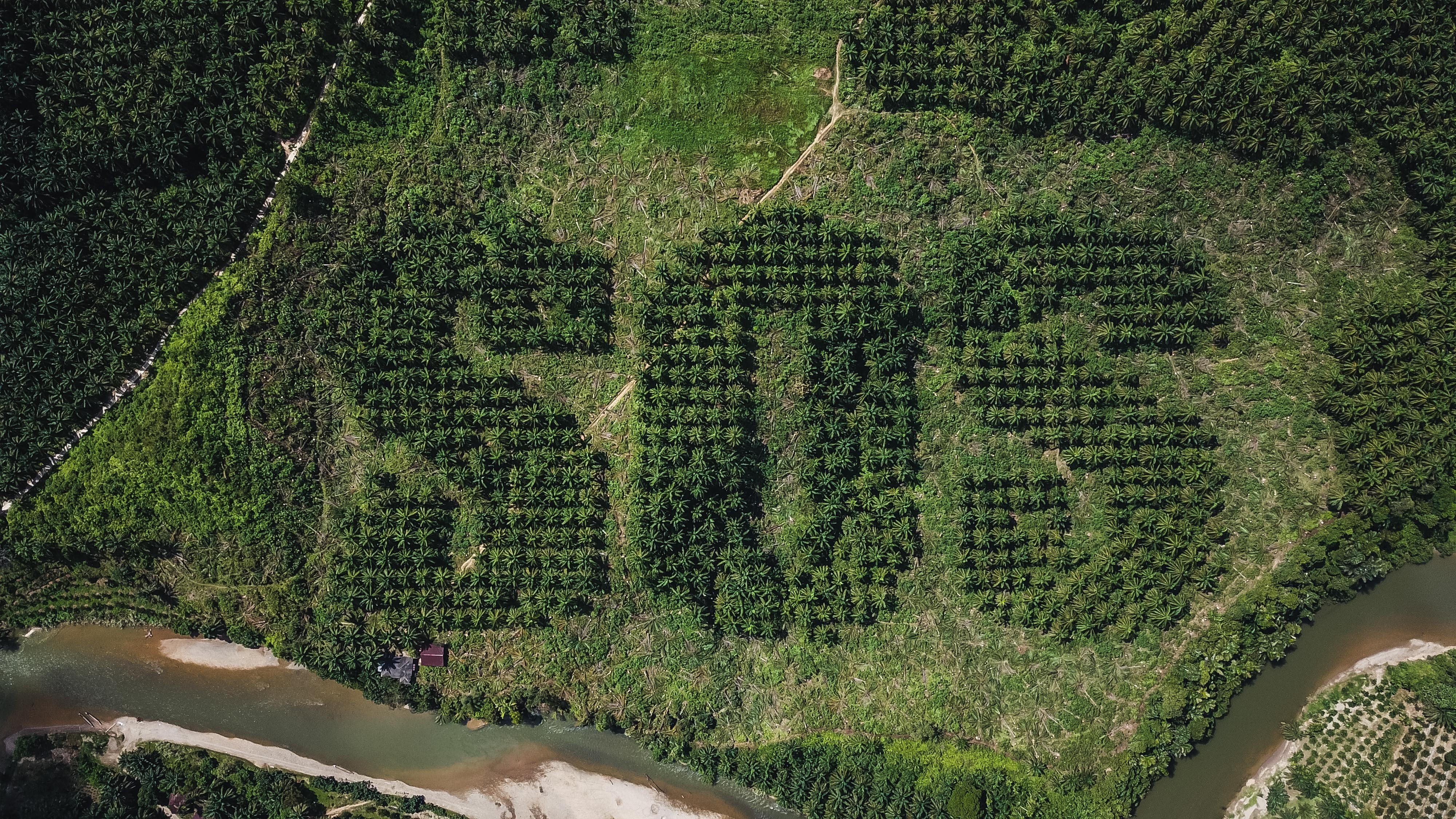 A giant SOS is carved into an oil palm plantation in Sumatra by Lithuanian artist Ernest Zacharevic to draw attention to the damage caused by deforestation to the wildlife and indigenous people of Indonesia. Photo: Reuters