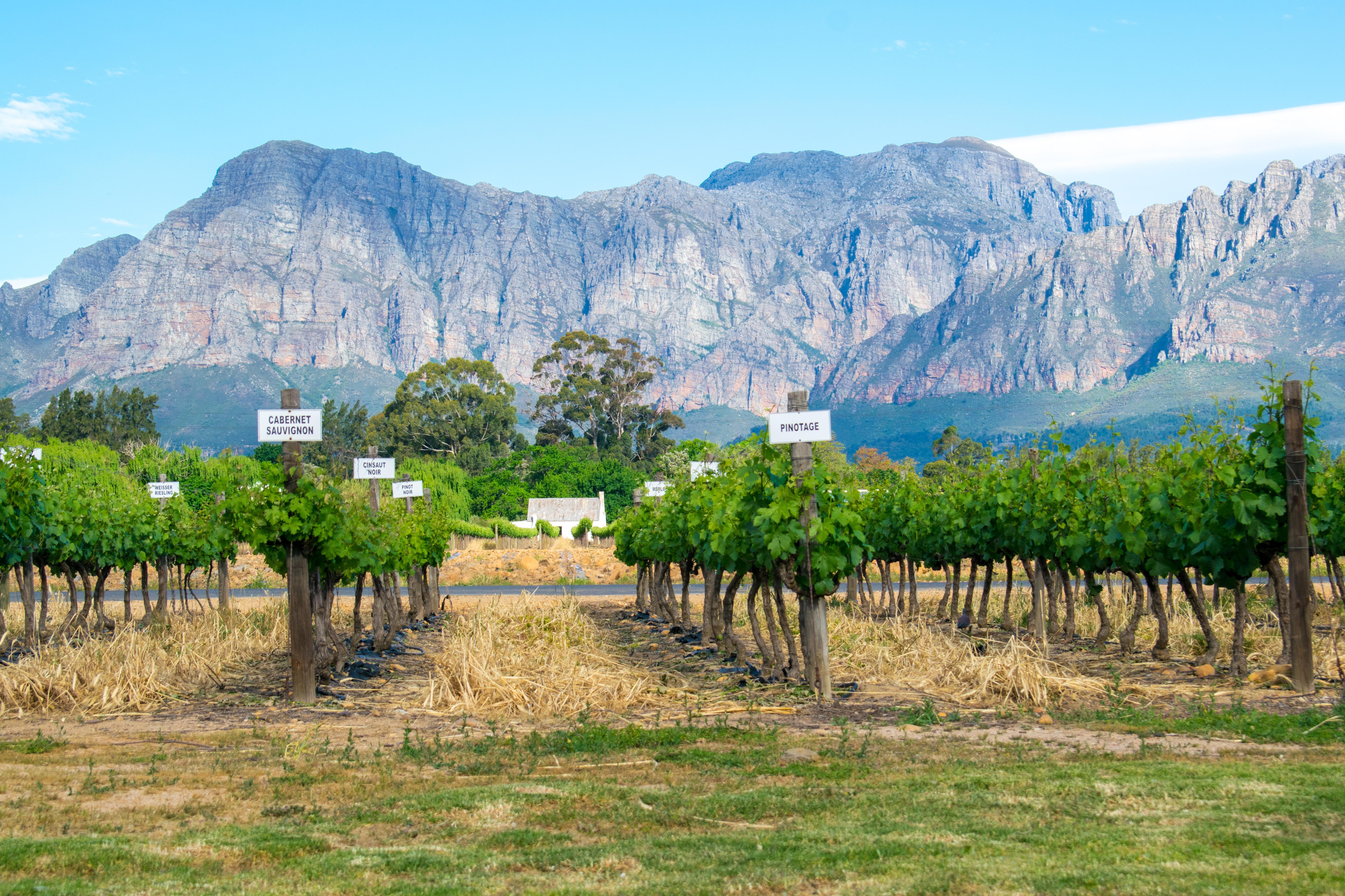 Vineyards in South Africa’s Western Cape, where pinotage vines thrive. Picture: Alamy