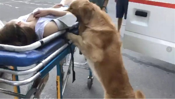 The pet golden retriever would not leave its owner’s side after she collapsed in the street. Photo: Thepaper.cn