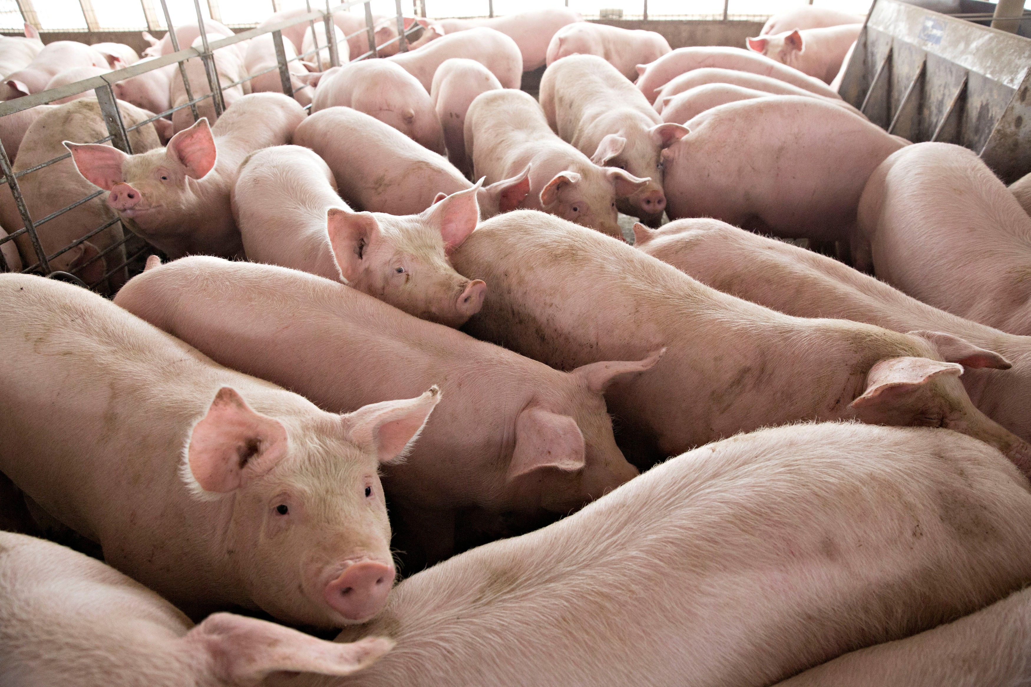 Hundreds of hogs in Liaoning province were culled to contain the epidemic. Photo: Reuters