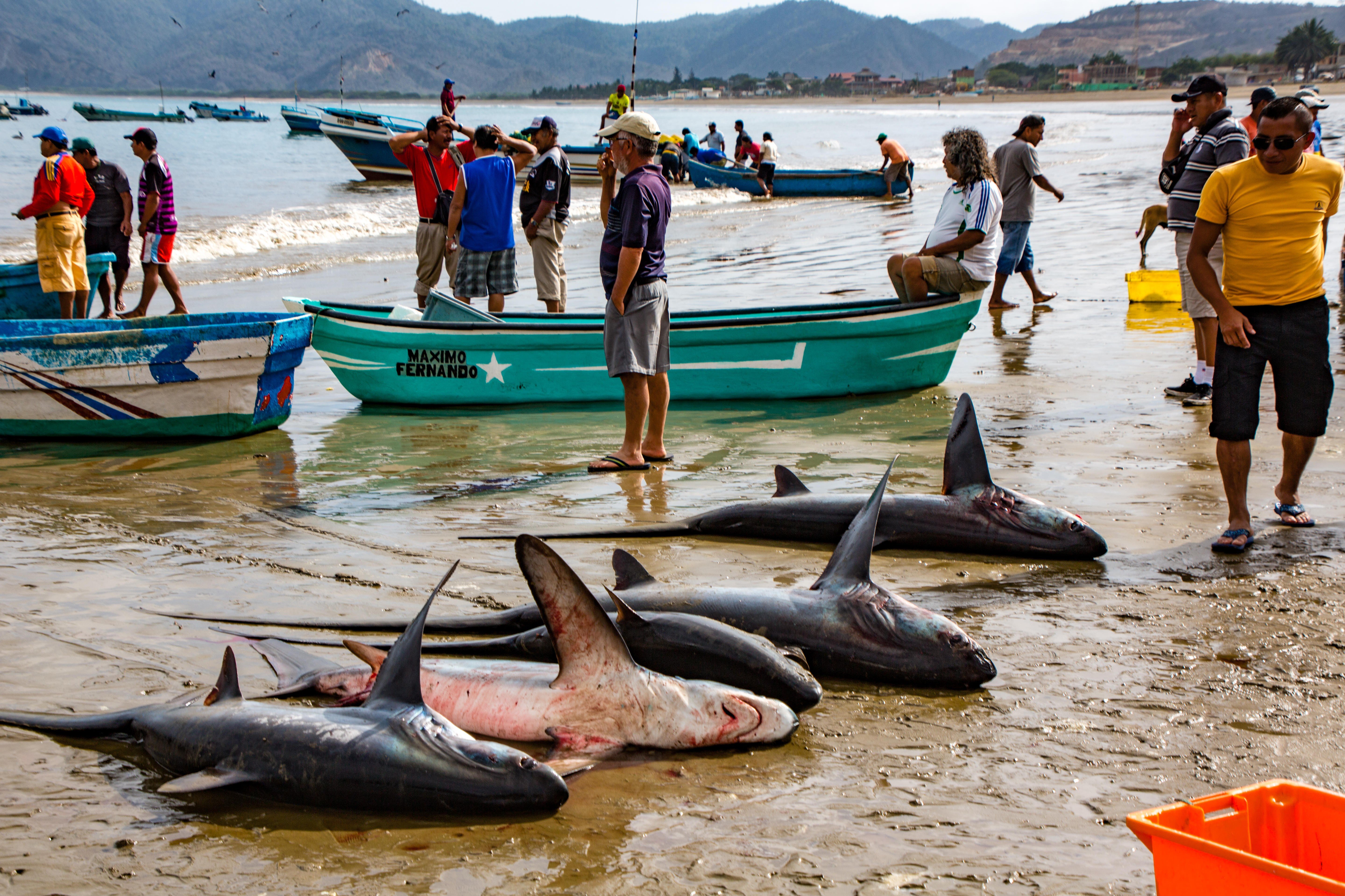 It was a shark operation': Q&A with Indonesian crew abused on Chinese  shark-finning boat