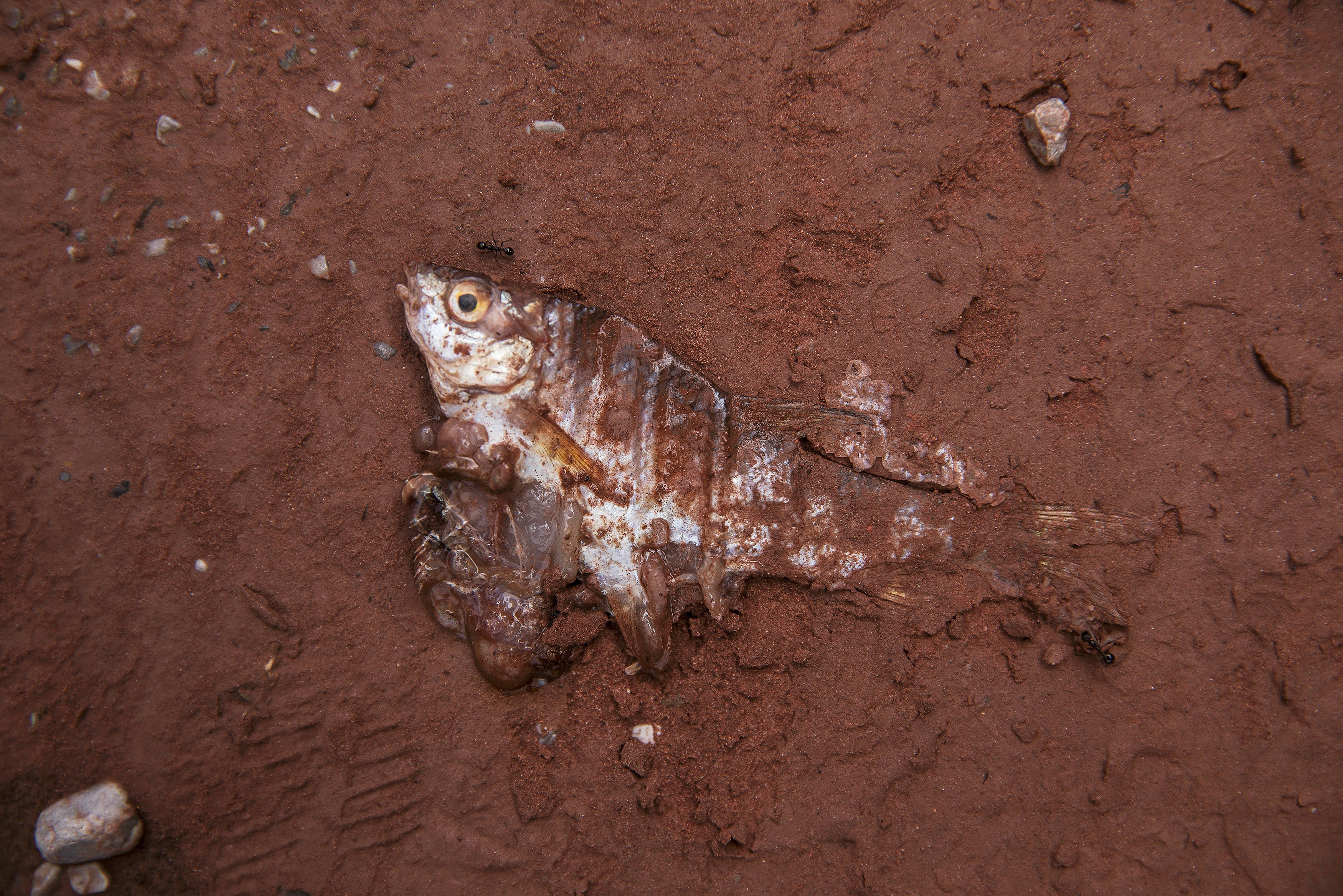 As authorities clamp down on small-scale dams and turbines, critics blame large projects for devastating the ecology, making remaining fish stocks on one river “fit only for dogs”