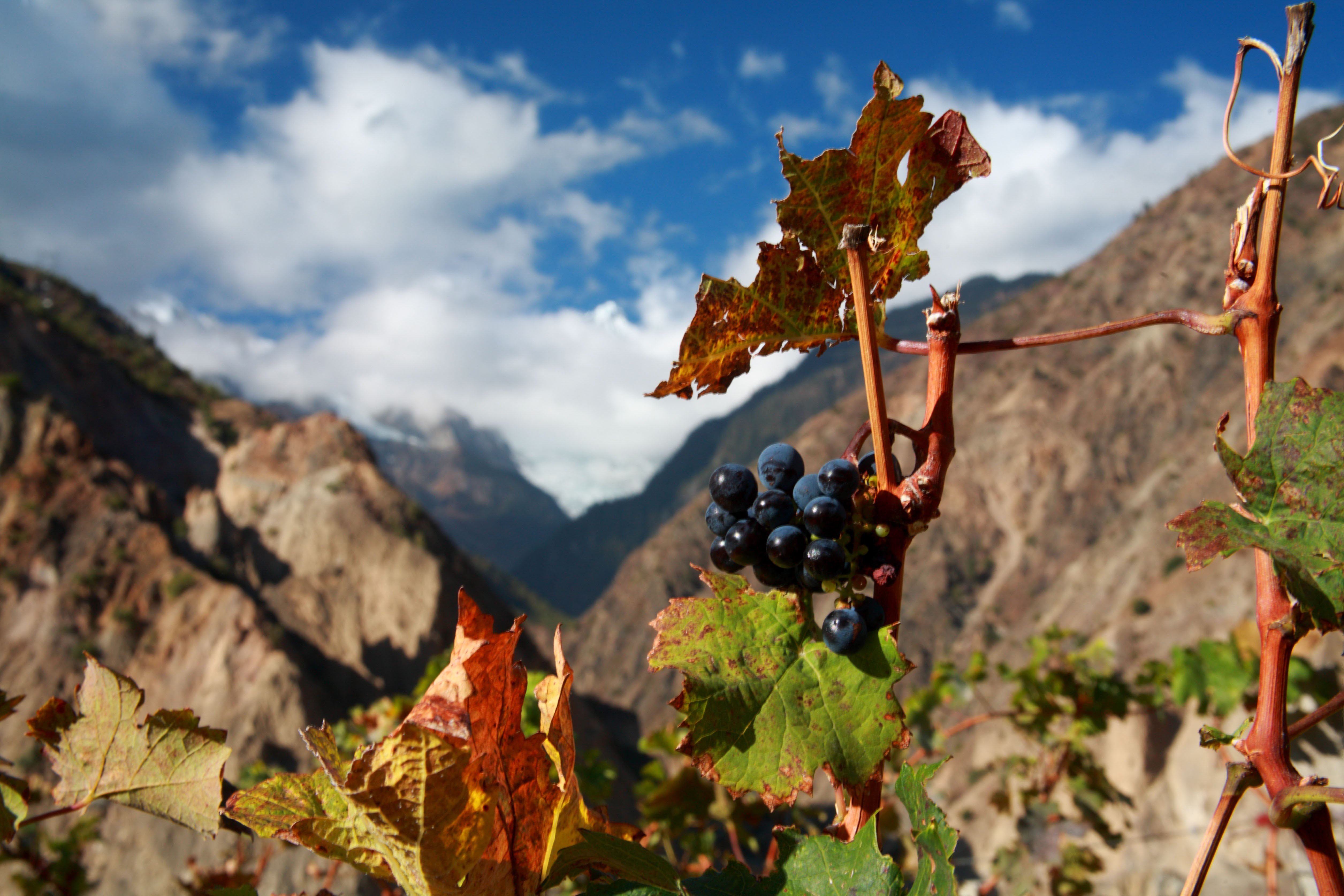 A vineyard in mountainous Yunnan province, in China. Picture: Alamy