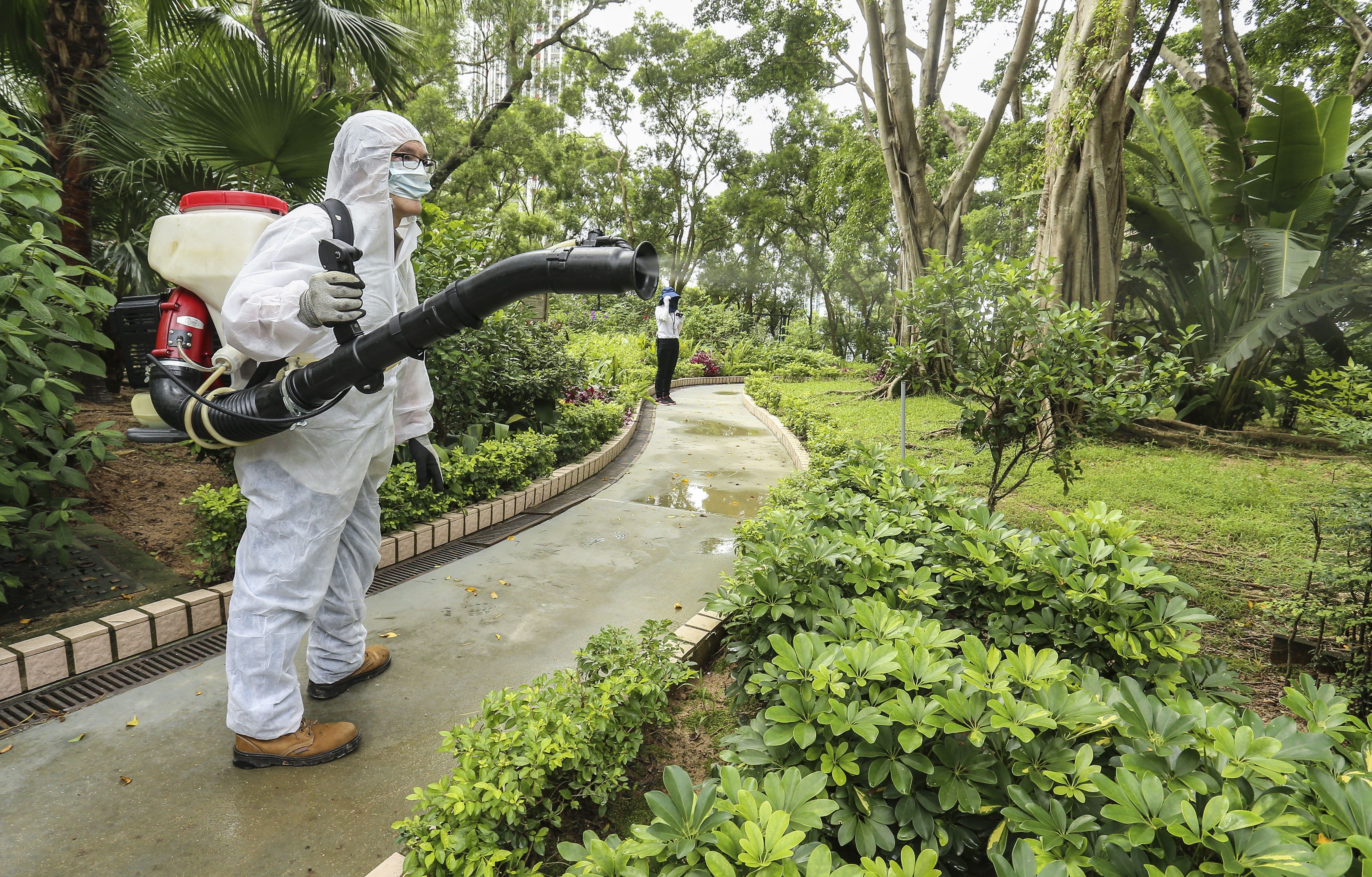 A worker sprays insecticide to exterminate mosquitoes at the Lion Rock Park in Wong Tai Sin on August 18. A number of people suffering from dengue fever had visited the park. Photo: Dickson Lee