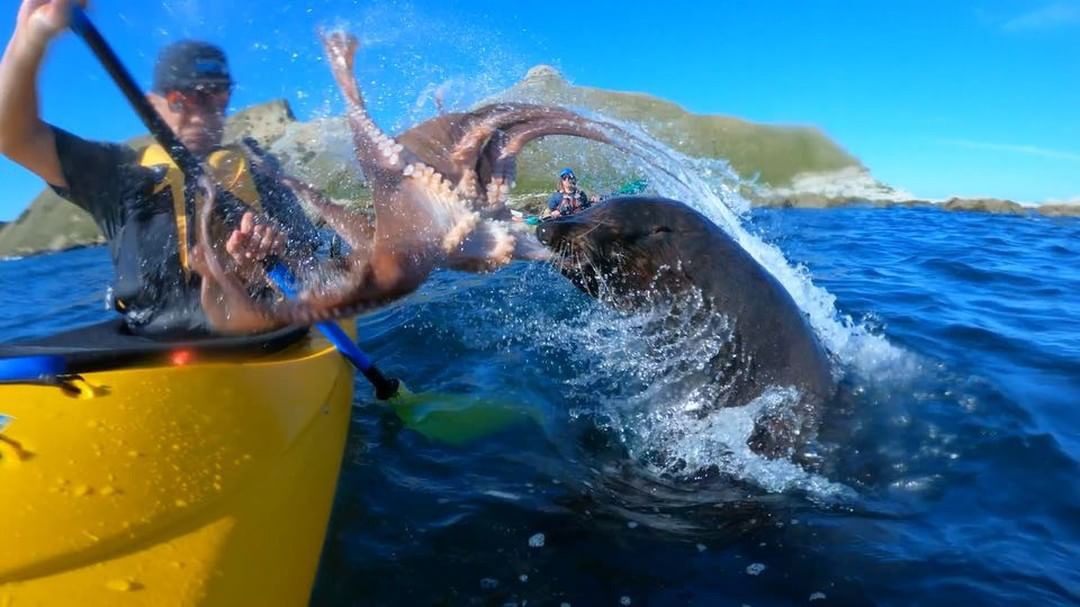 Kayaker Kyle Mulinder is slapped in the face with an octopus by a seal in Kaikoura, New Zealand. Photo: Instagram/taiyomasuda