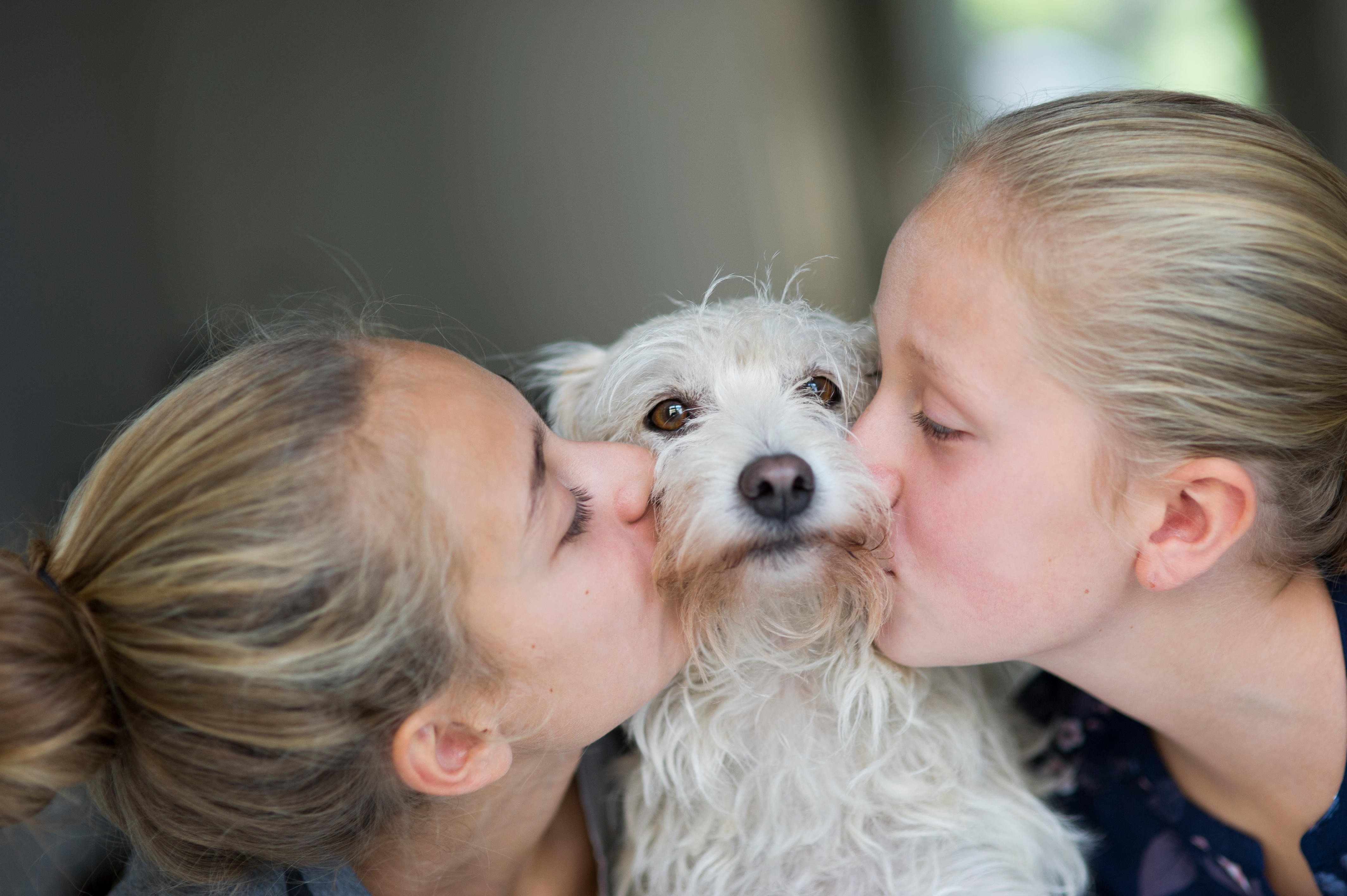 Luisa Tam details humans’ deep bond with the loyal creatures, and urges against abandoning them as if they were disposable