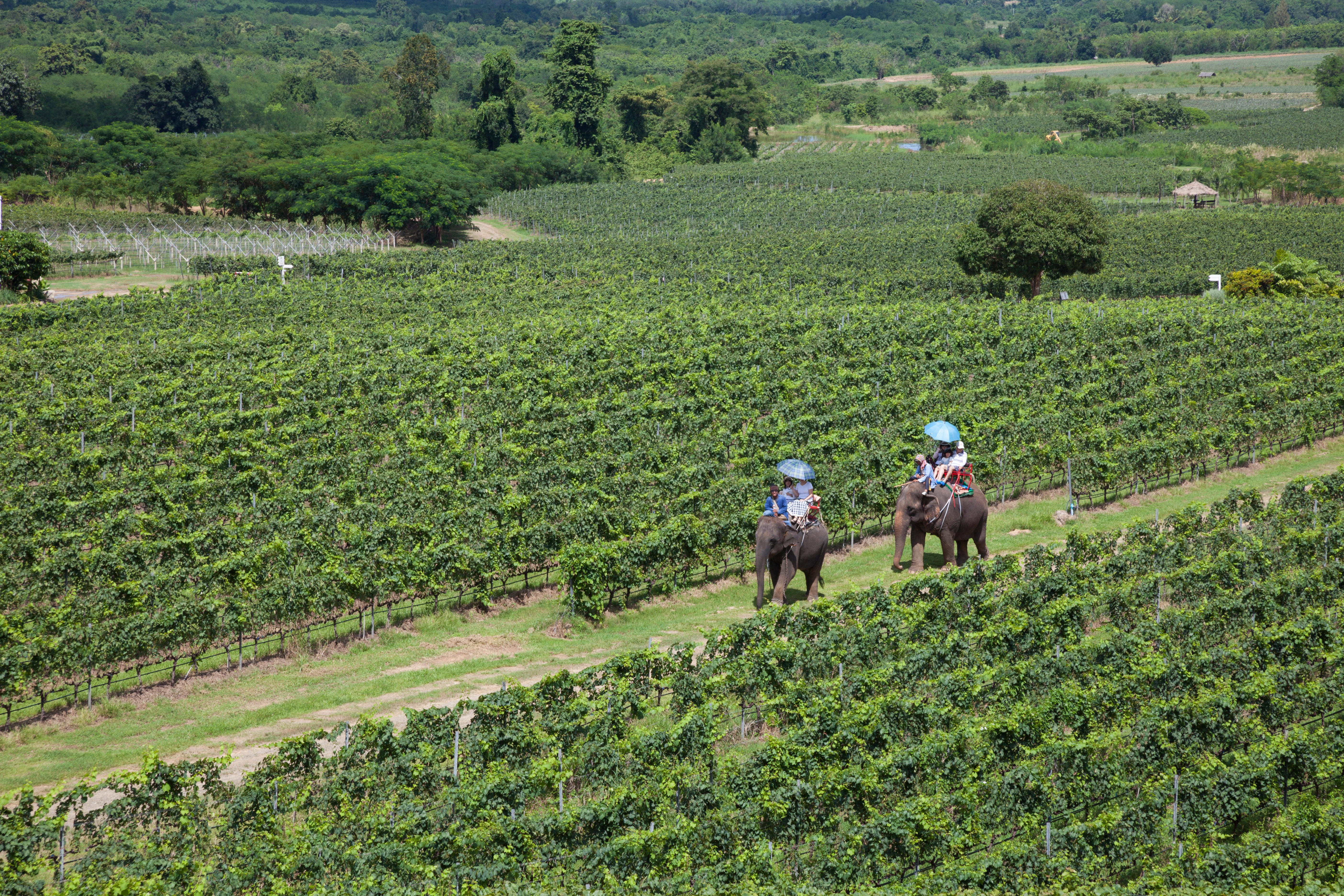 Visitors ride elephants on a tour around Monsoon Valley Vineyards, in Thailand. Picture: Alamy