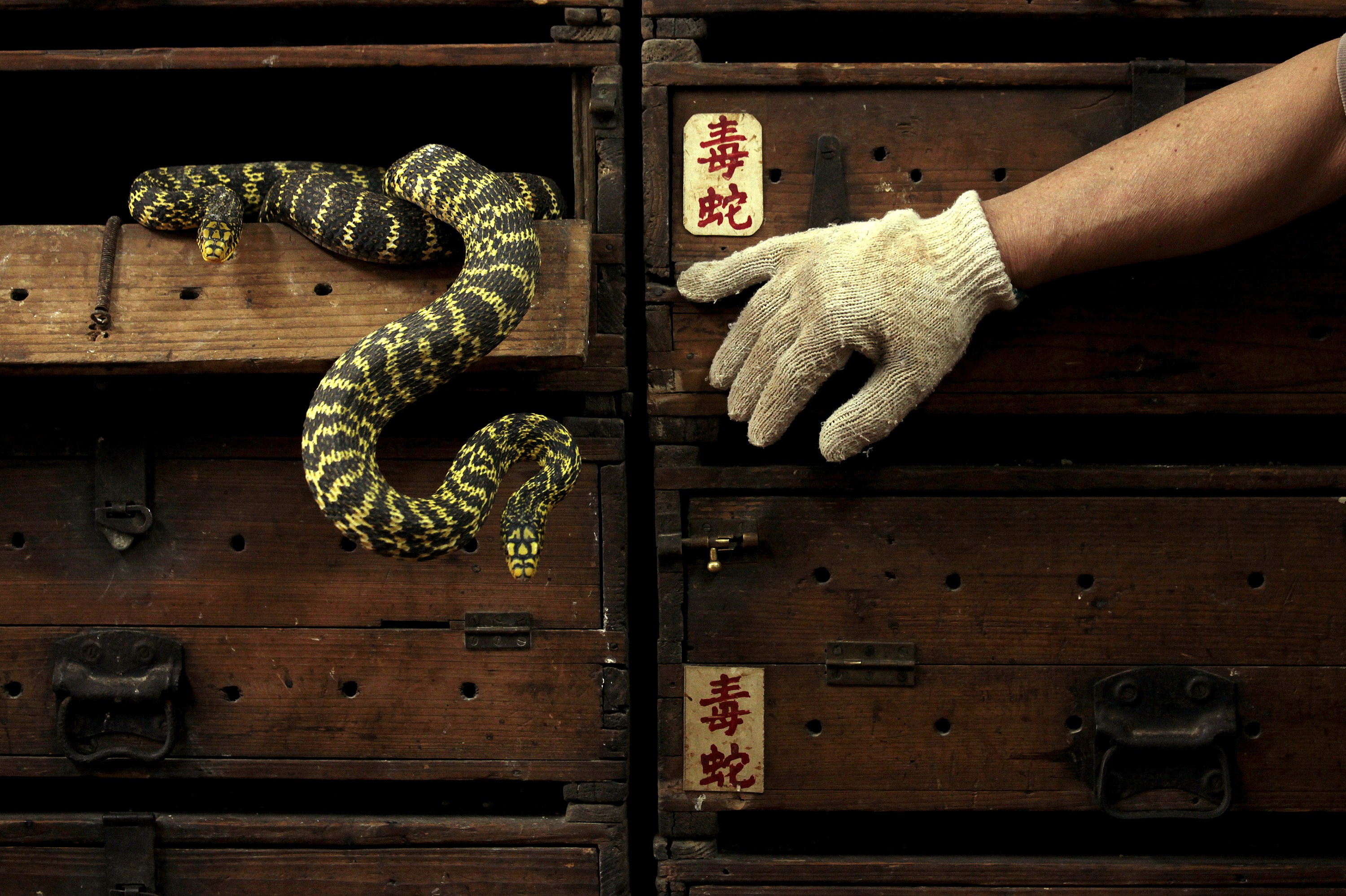 Snakes hang from a wooden cabinet marked with the Chinese characters "poisonous snake", at a snake soup shop ahead of the Spring Festival in Hong Kong. Photo: Reuters