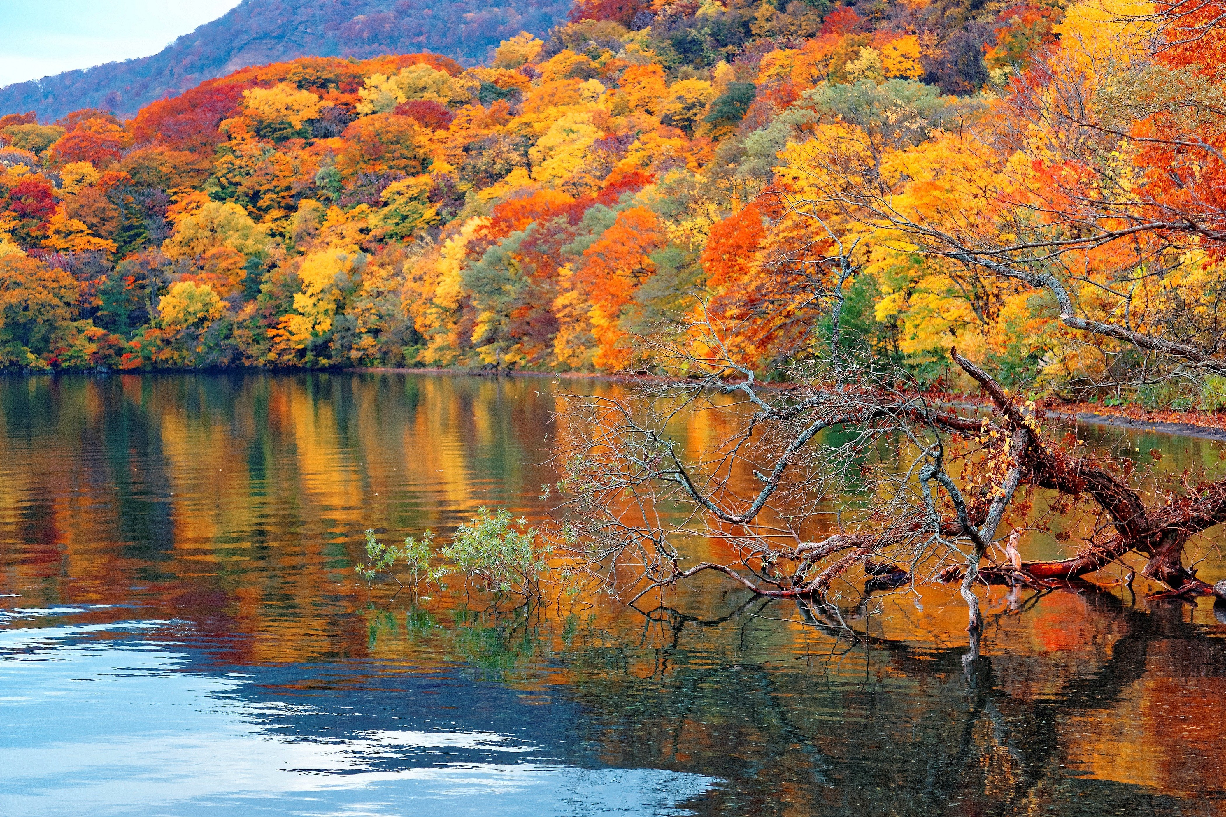 Lake Towada in the mountains of Aomori is one of the first places to see autumn leaves turn yellow, orange, and red
               Away from the crowds, it is a tranquil spot to take in one of nature’s spectacles