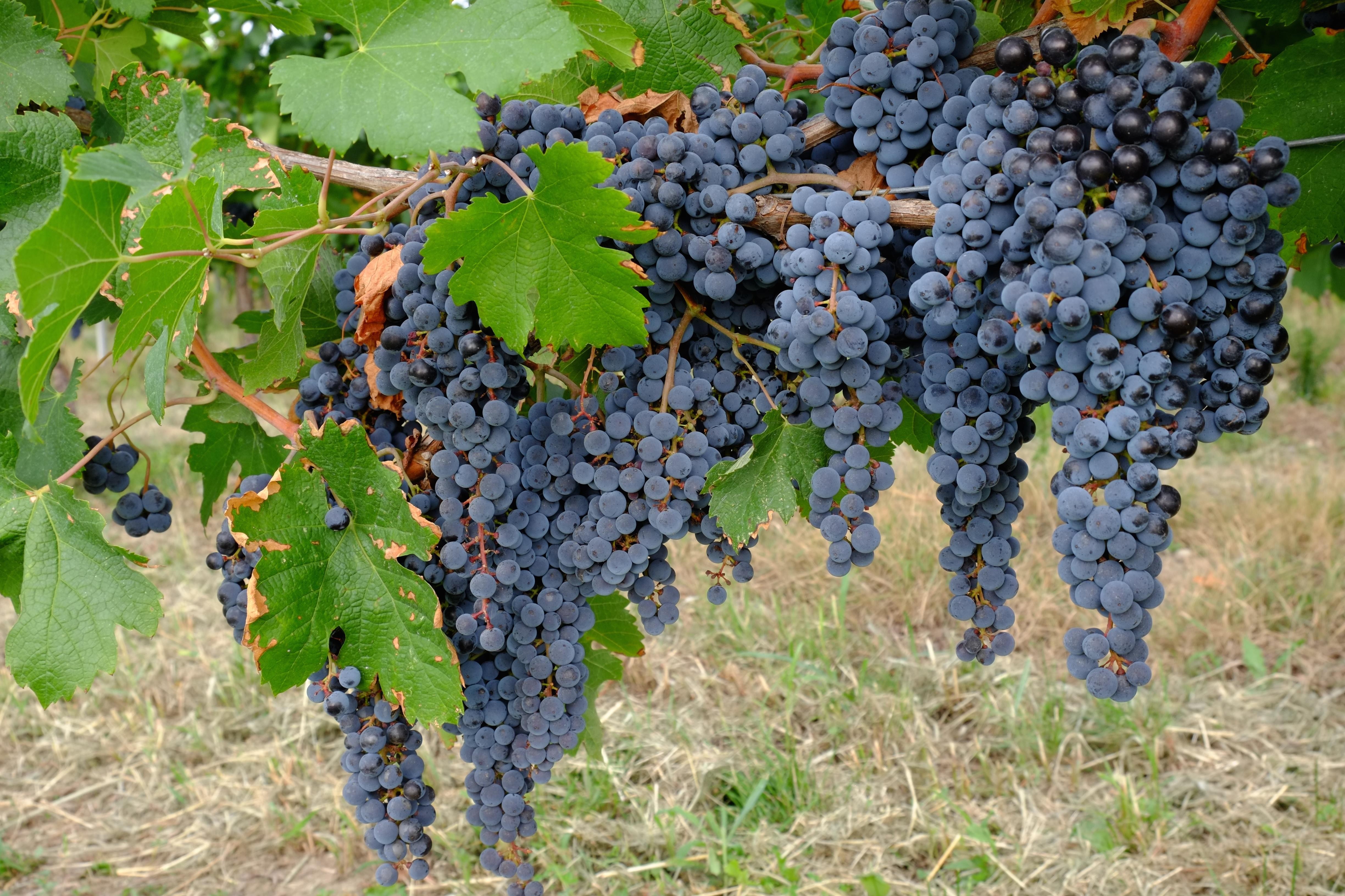 Grapes in the Veneto wine region of Italy. Picture: Alamy
