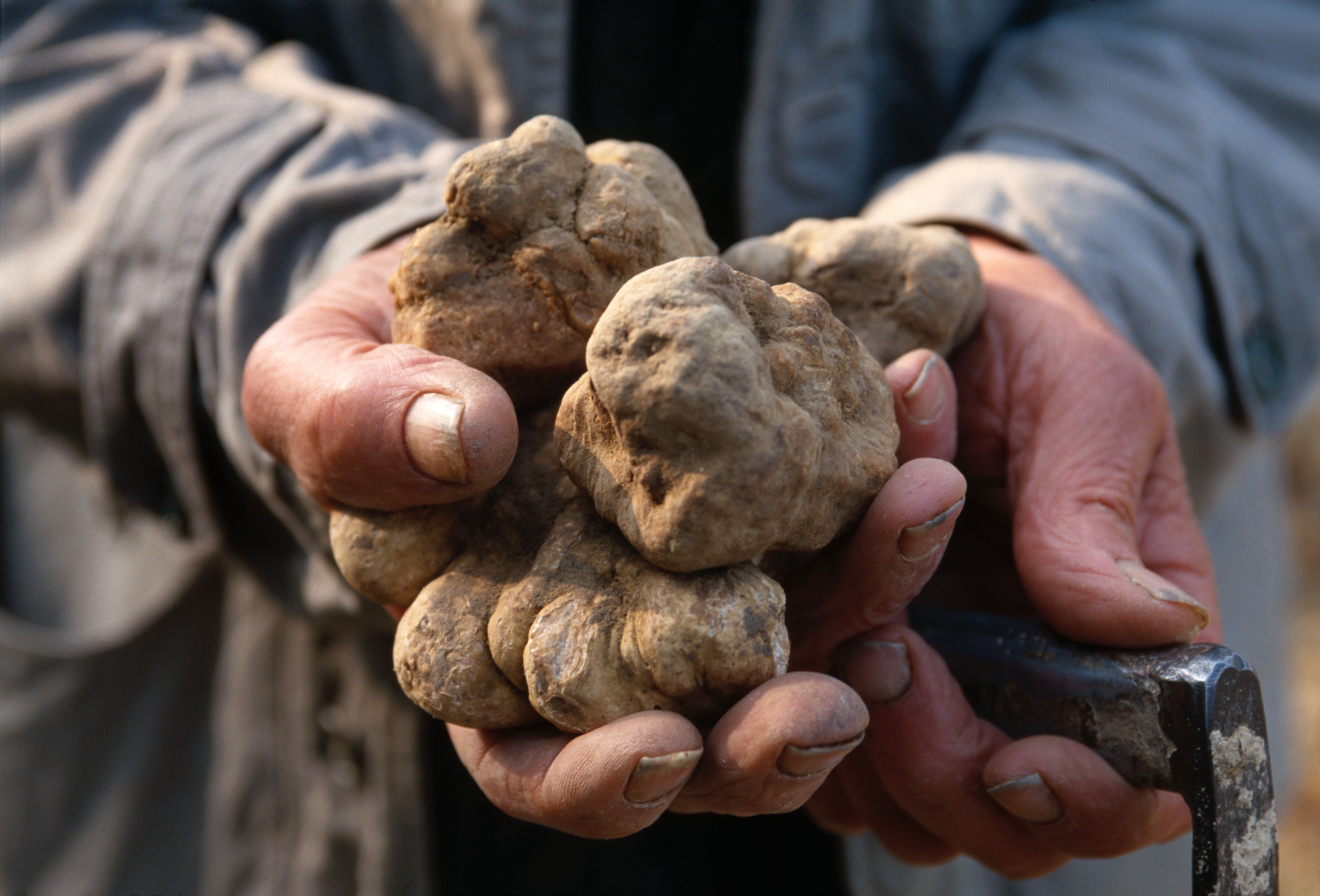 White truffles from Alba, Italy, are highly sought after and only grow in the wild. Photo: Alamy