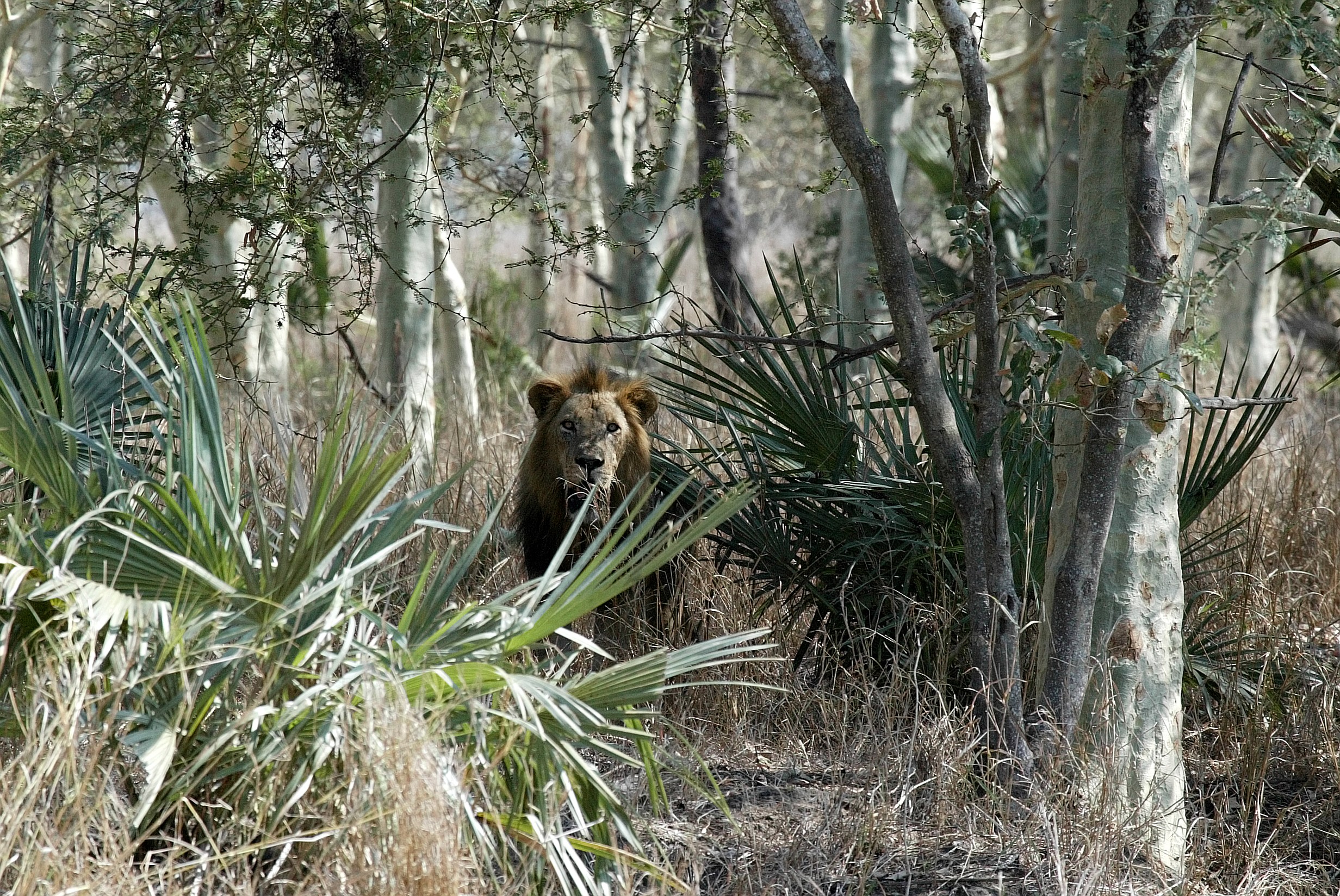 Lion poaching: with few tigers left, Africa’s prides are being targeted, placing populations under threat