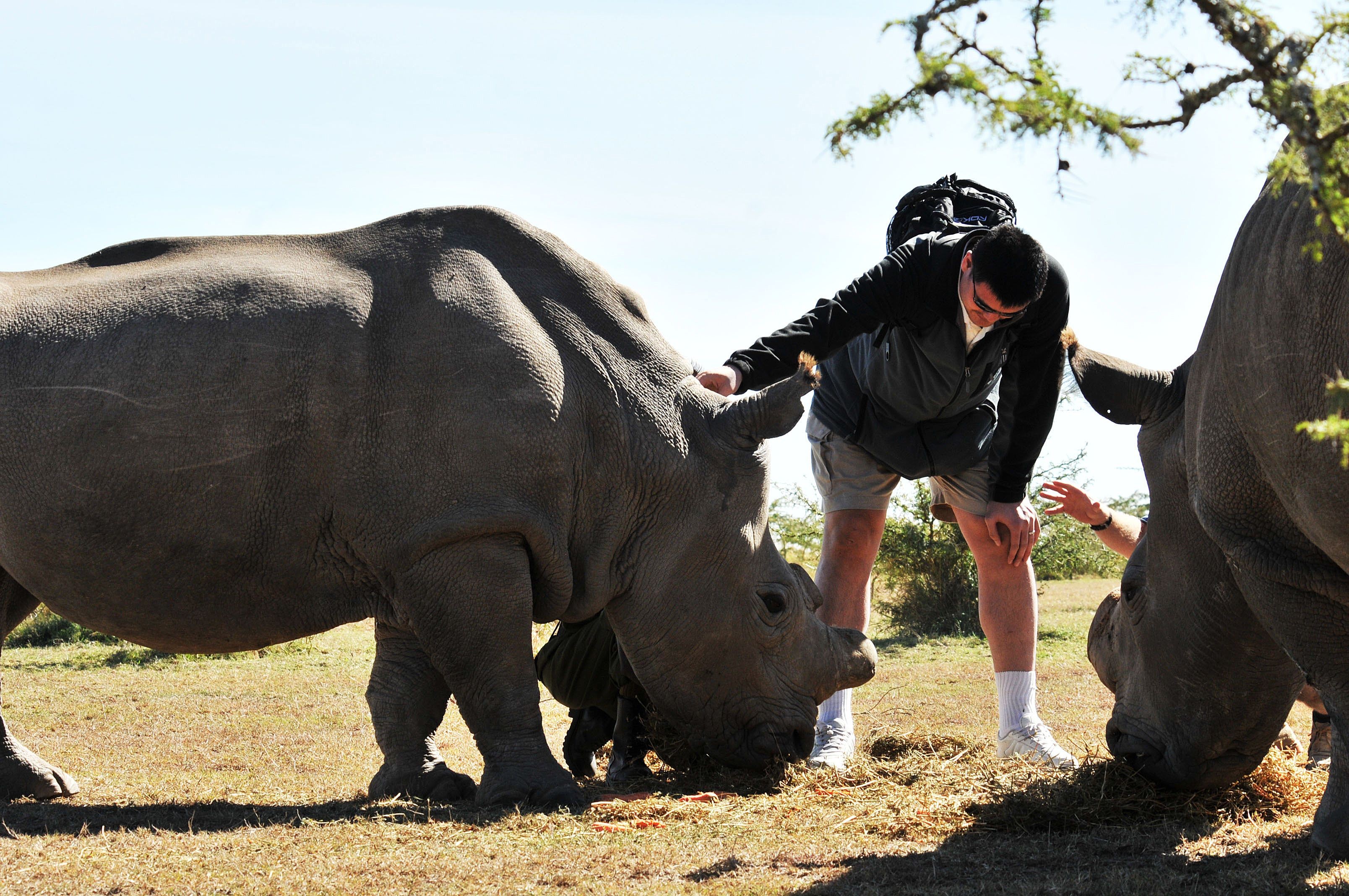 Yao Ming, Chinese basketball star and Wild Aid Ambassador, with northern white rhinos at the Ol-Pejetta Conservancy in Nanyuki, Kenya, on August 11, 2012. The Chinese government’s recent decision to reverse its ban on rhino and tiger products sparked an international outcry. The government then announced that the implementation of the new policy would be delayed. Photo: AFP