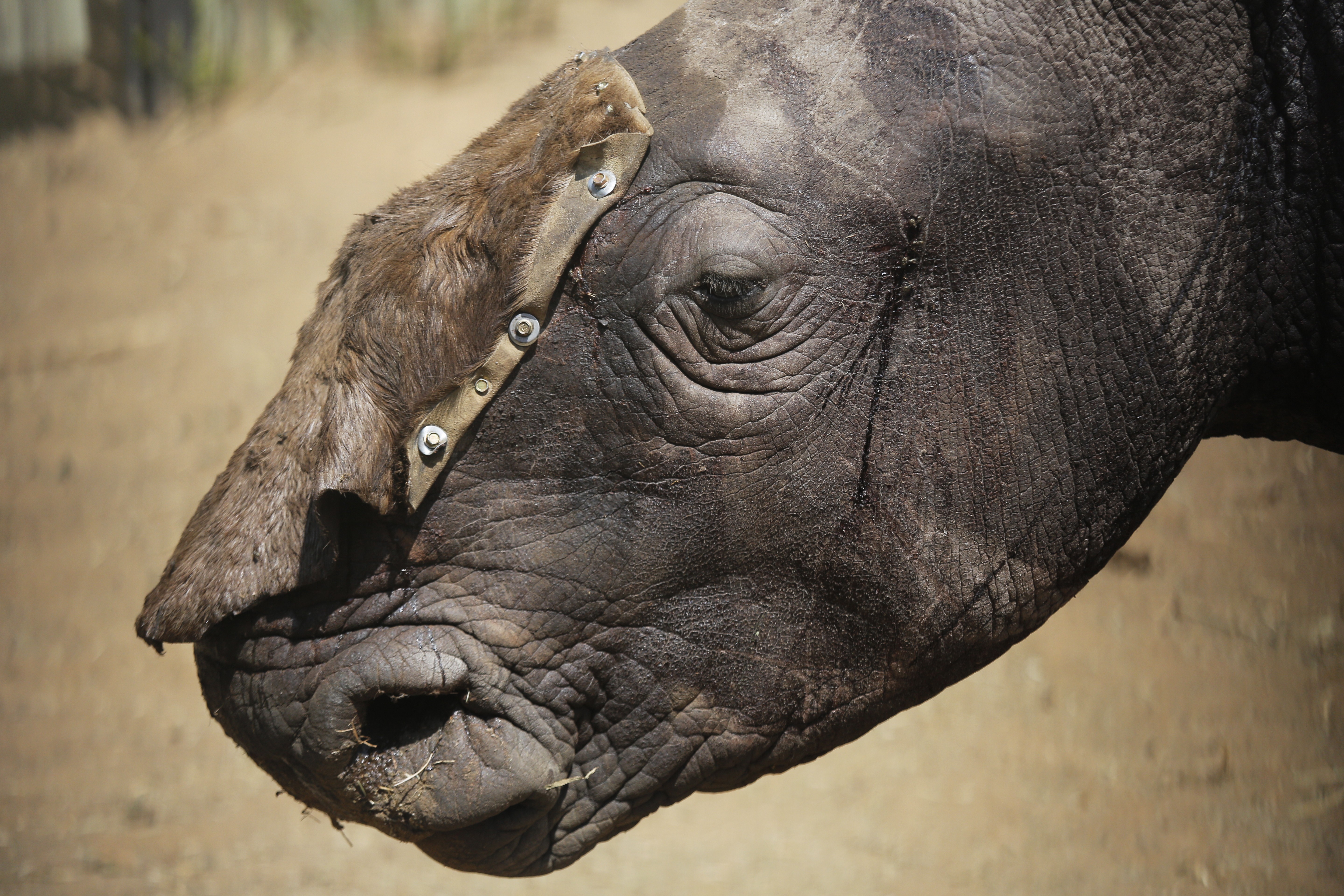 Three-year-old white rhino Wasinda has a temporary hide covering his open wounds, before being treated by Saving the Survivors vets at a private game farm in Clocolan, South Africa, in September 2017. The vast majority of rhino horn poached in South Africa is for the market in China and other East Asian countries. Photo: EPA-EFE