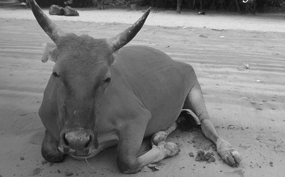 A photograph of Billy the Pui O cow used to accompany the announcement of his death. Photo: Facebook/AFCD