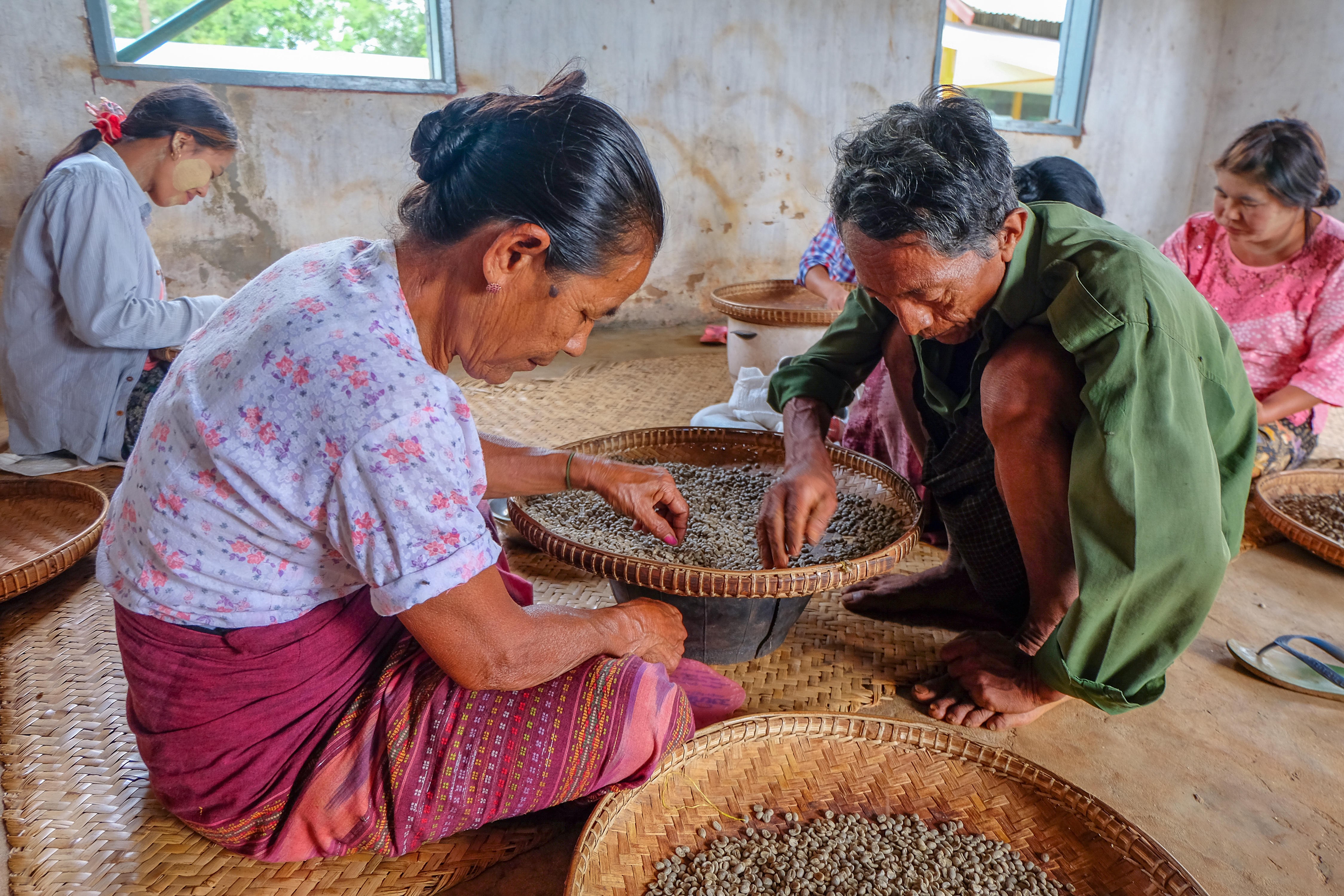 Workers grading beans at a coffee factory in Pyin Oo Lwin district in Myanmar. Photo: Alamy